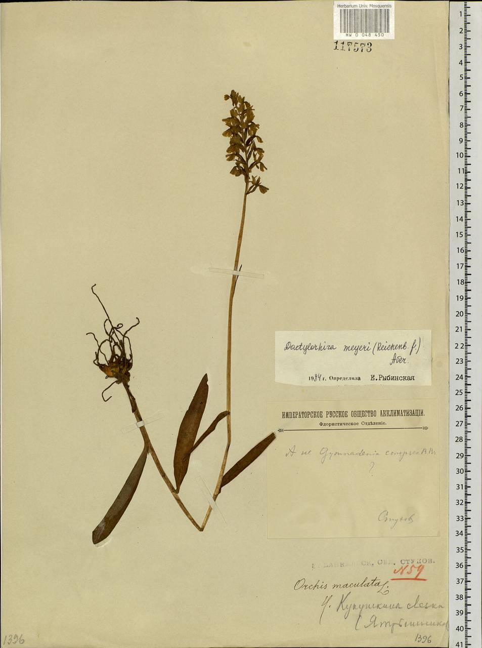 Dactylorhiza fuchsii subsp. fuchsii, Siberia, Baikal & Transbaikal region (S4) (Russia)