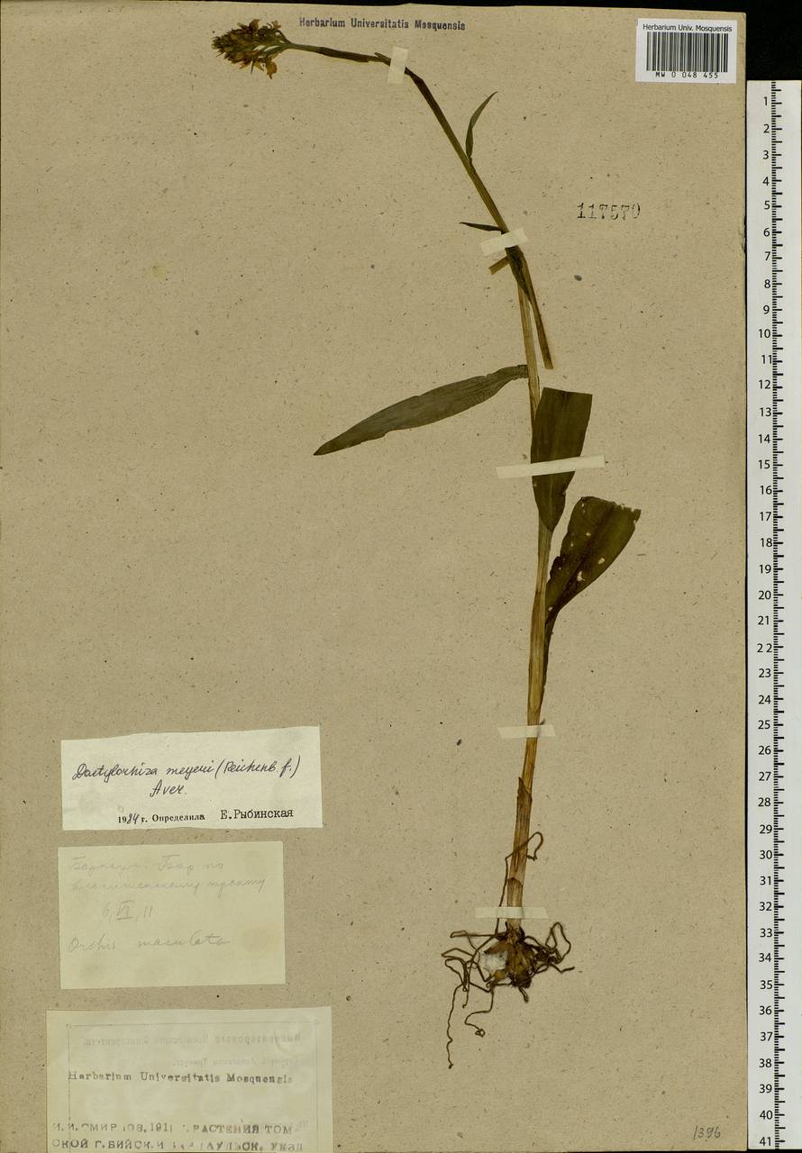 Dactylorhiza fuchsii subsp. fuchsii, Siberia, Altai & Sayany Mountains (S2) (Russia)