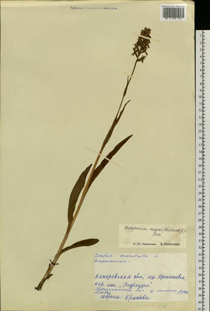 Dactylorhiza fuchsii subsp. fuchsii, Siberia, Altai & Sayany Mountains (S2) (Russia)
