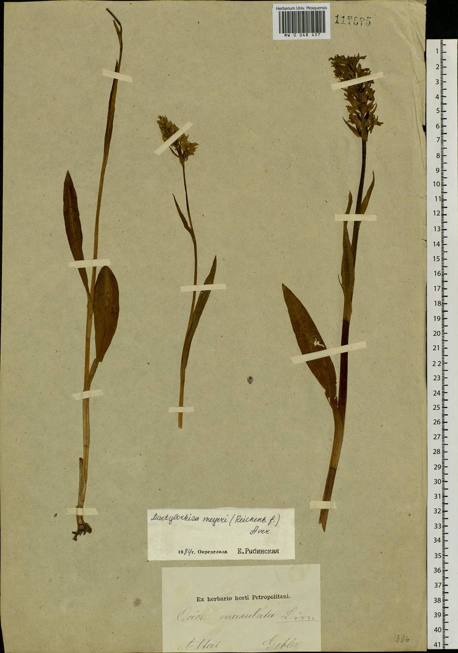 Dactylorhiza fuchsii subsp. fuchsii, Siberia, Altai & Sayany Mountains (S2) (Russia)