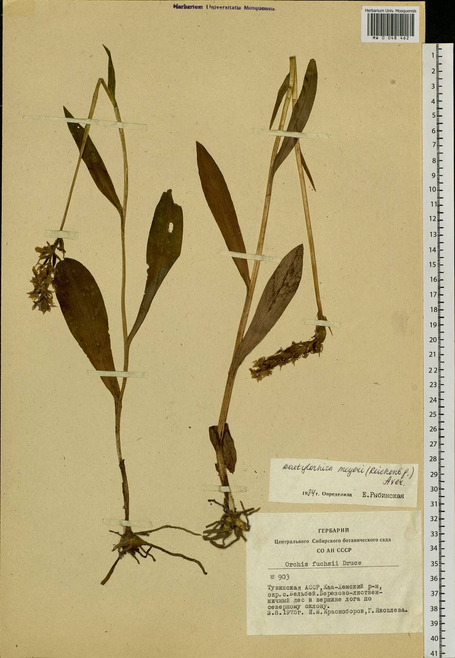 Dactylorhiza fuchsii subsp. fuchsii, Siberia, Altai & Sayany Mountains (S2) (Russia)