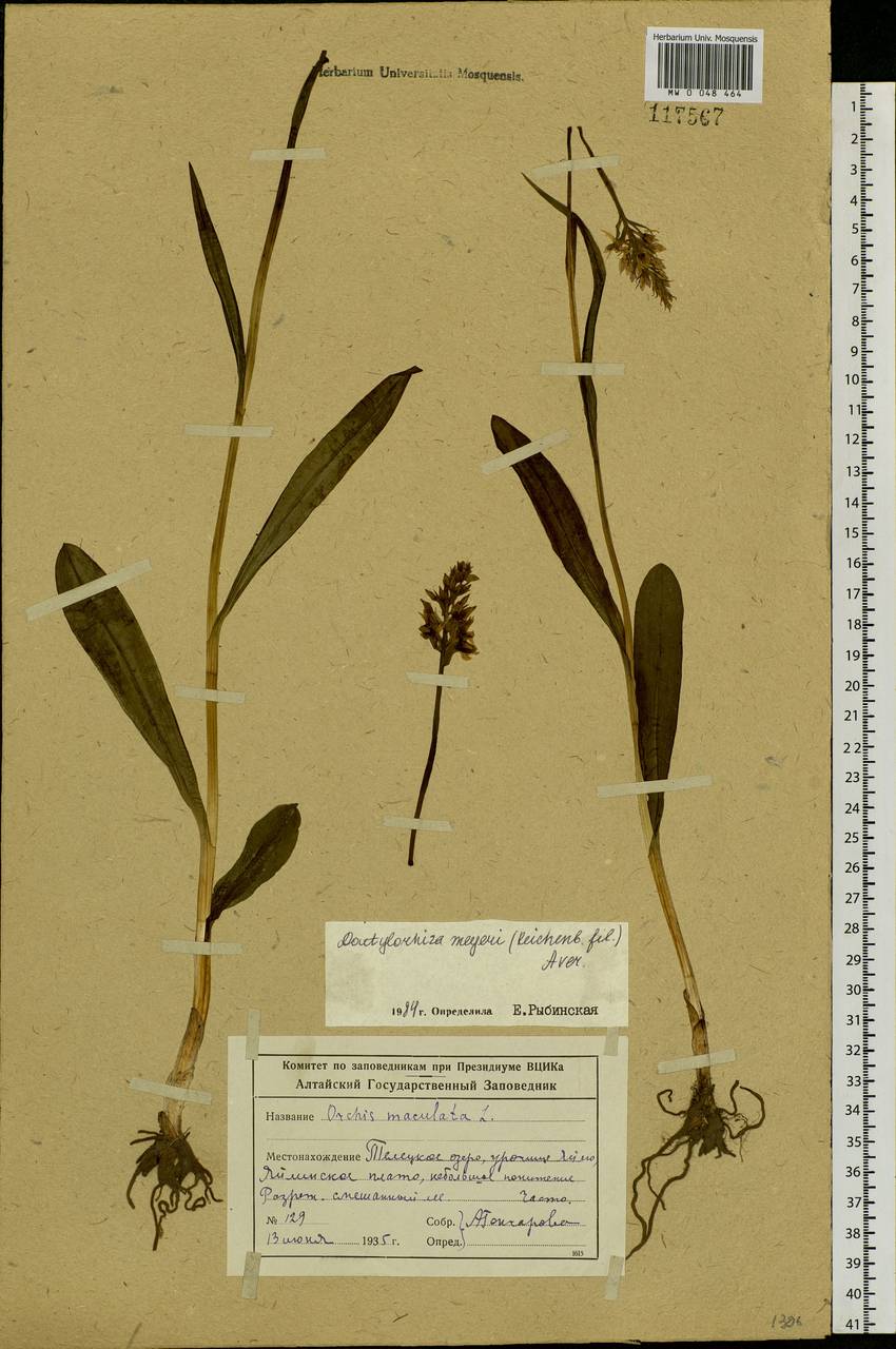 Dactylorhiza fuchsii subsp. fuchsii, Siberia, Altai & Sayany Mountains (S2) (Russia)