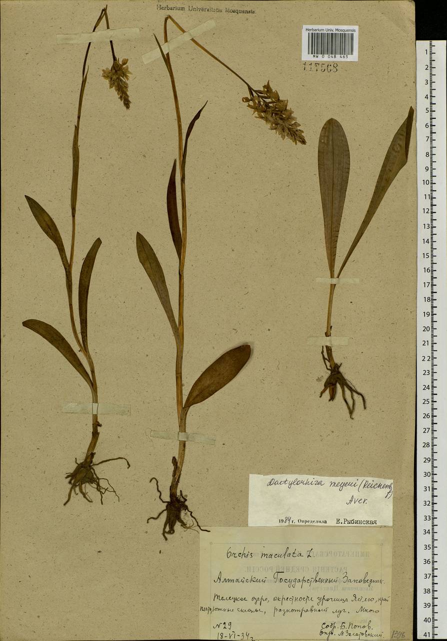 Dactylorhiza fuchsii subsp. fuchsii, Siberia, Altai & Sayany Mountains (S2) (Russia)
