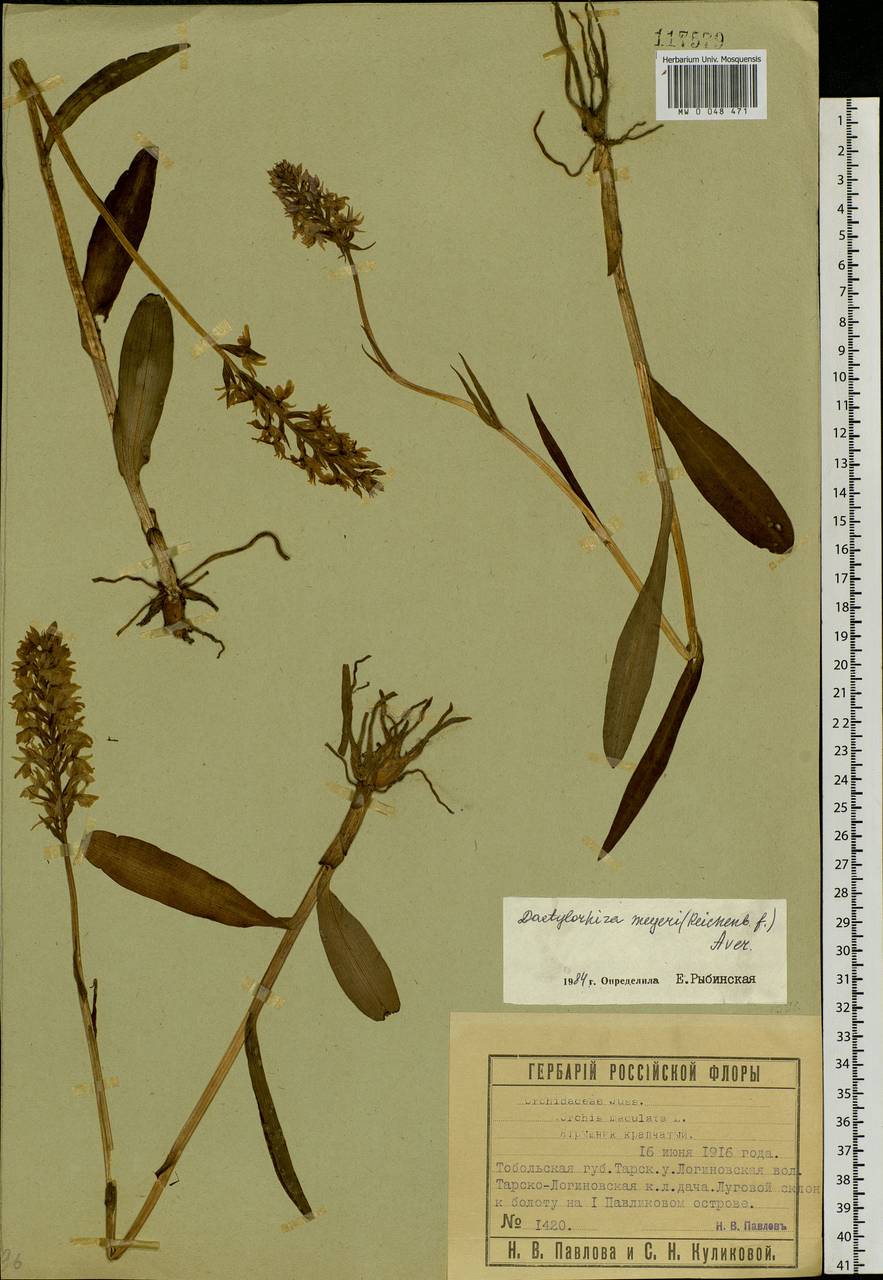 Dactylorhiza fuchsii subsp. fuchsii, Siberia, Western Siberia (S1) (Russia)