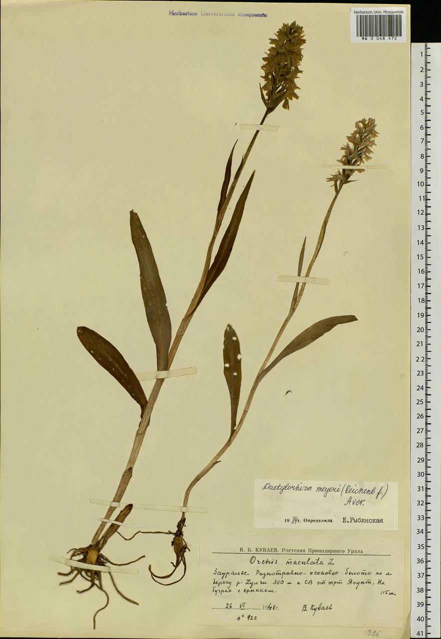Dactylorhiza fuchsii subsp. fuchsii, Siberia, Western Siberia (S1) (Russia)
