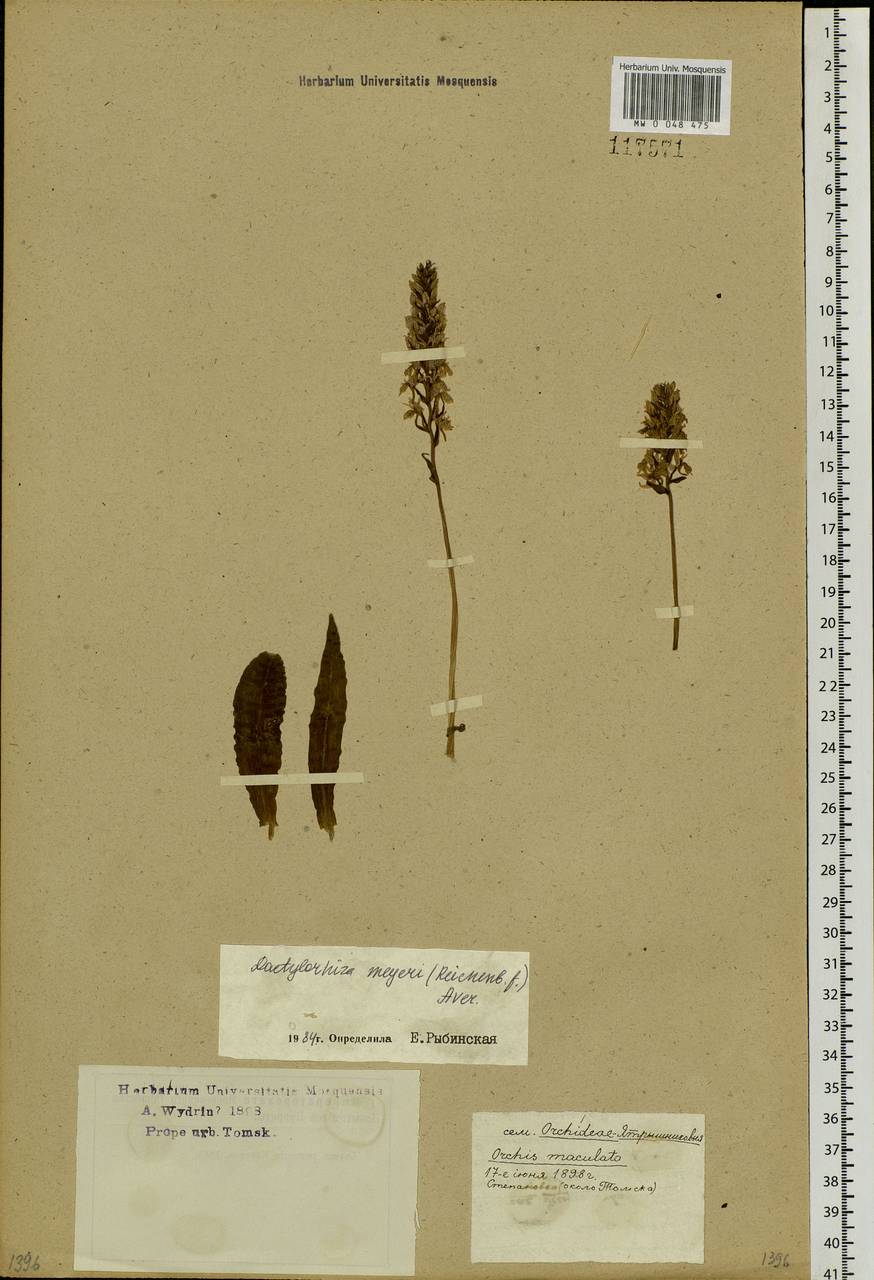 Dactylorhiza fuchsii subsp. fuchsii, Siberia, Western Siberia (S1) (Russia)