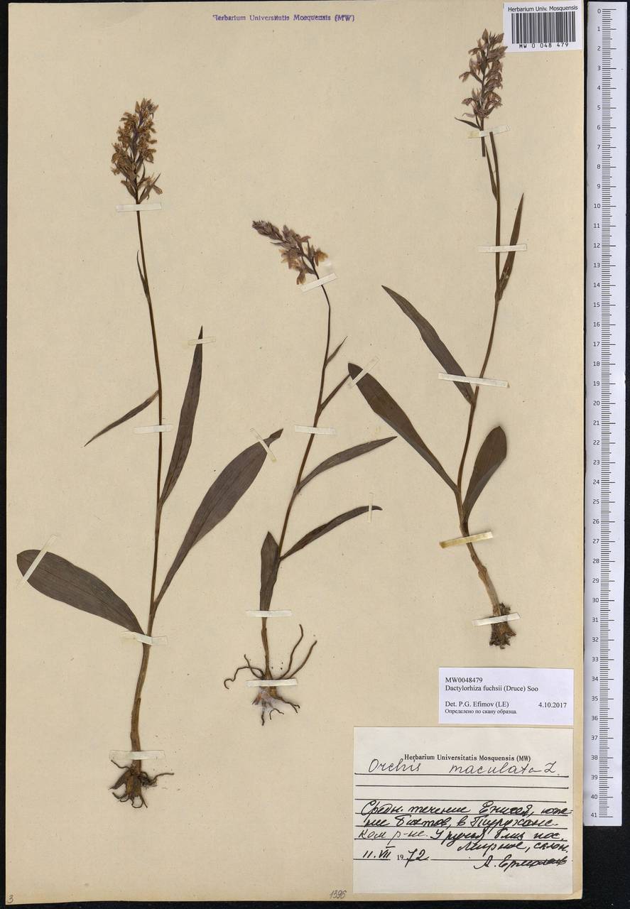 Dactylorhiza fuchsii (Druce) Soó, Siberia, Central Siberia (S3) (Russia)