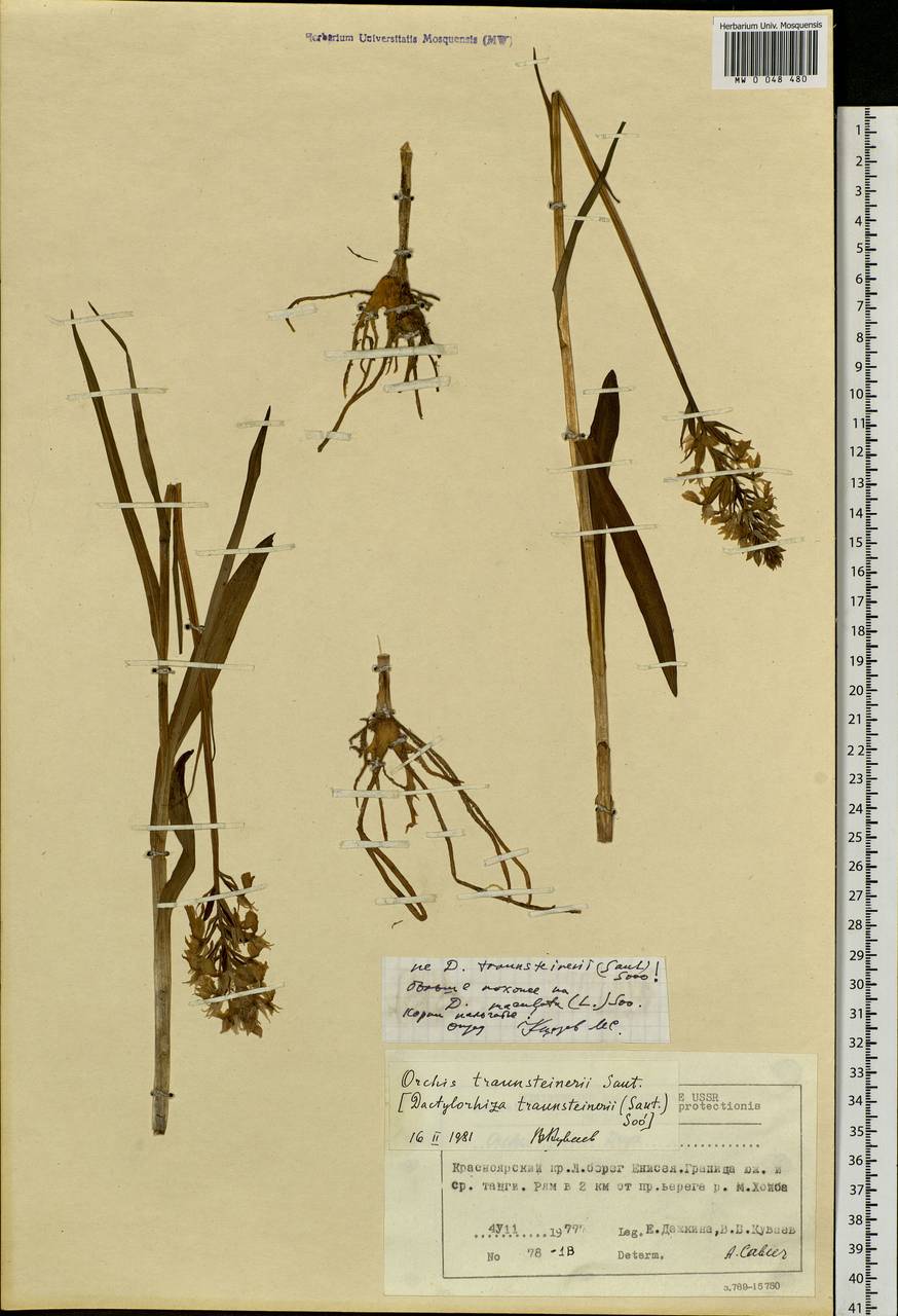 Dactylorhiza maculata (L.) Soó, Siberia, Central Siberia (S3) (Russia)