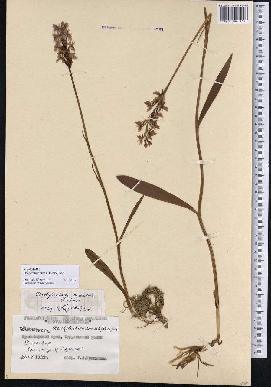Dactylorhiza maculata subsp. fuchsii (Druce) Hyl., Siberia, Central Siberia (S3) (Russia)