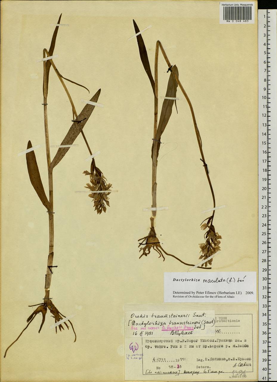 Dactylorhiza maculata (L.) Soó, Siberia, Central Siberia (S3) (Russia)