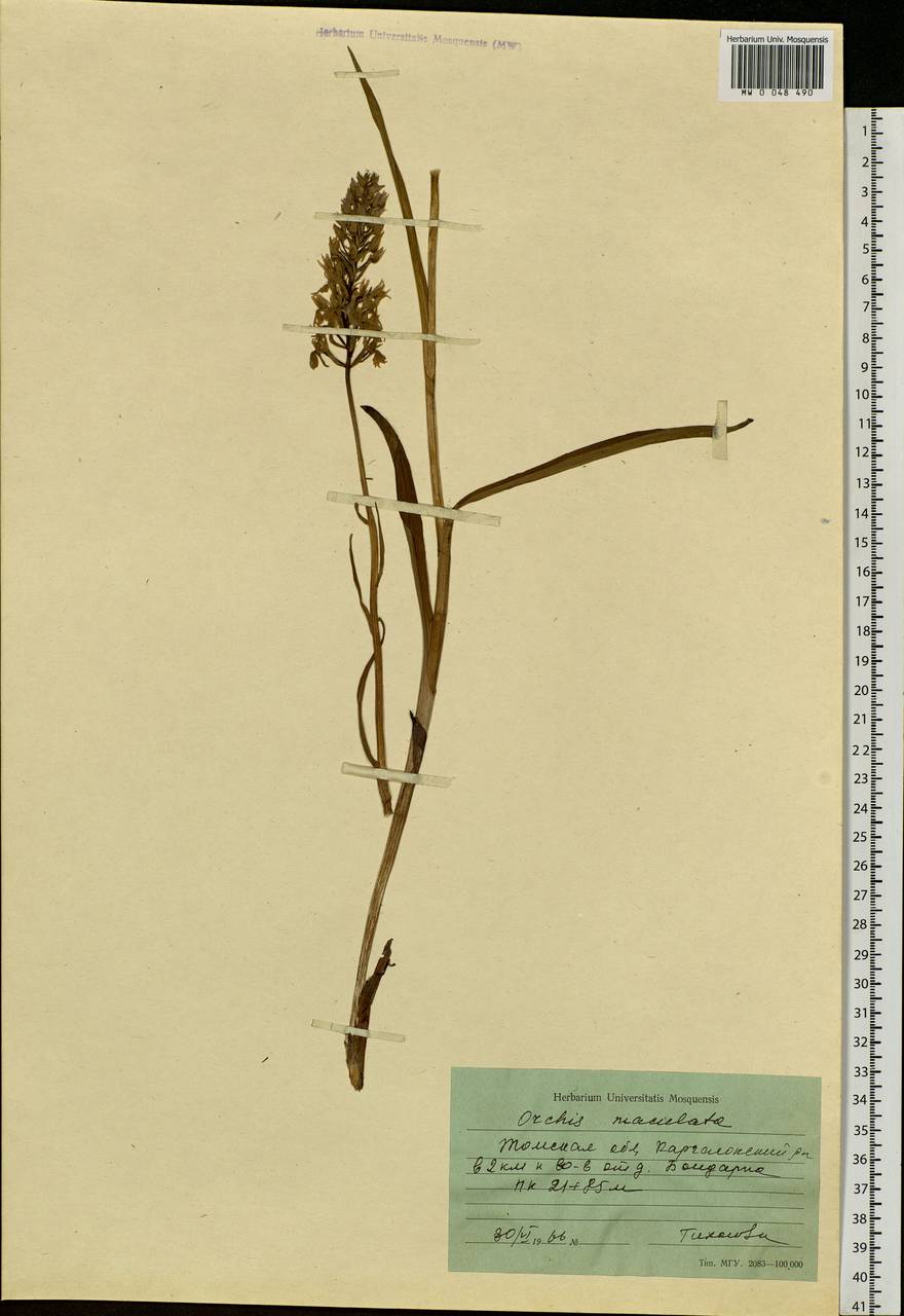 Dactylorhiza maculata (L.) Soó, Siberia, Western Siberia (S1) (Russia)