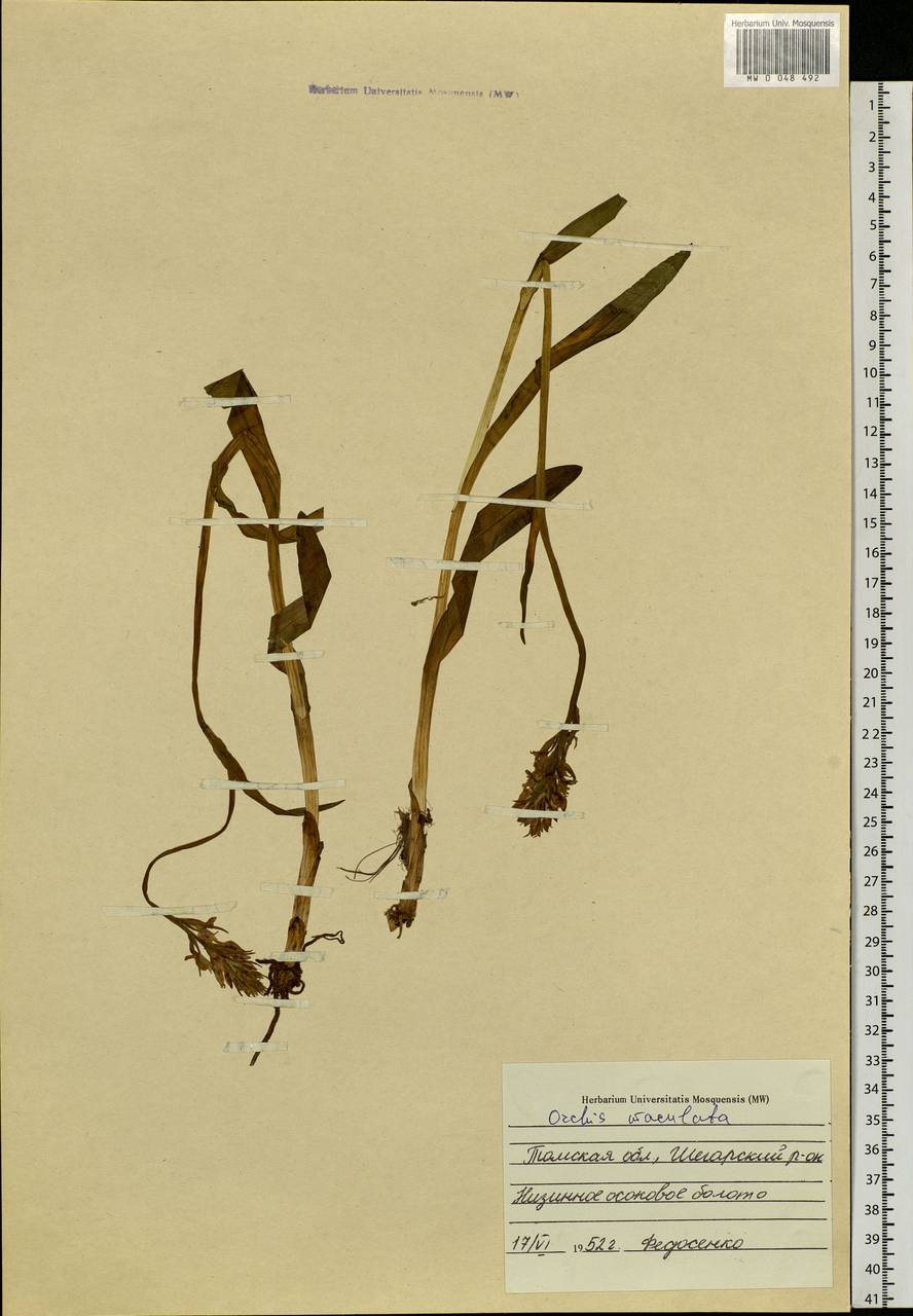 Dactylorhiza maculata (L.) Soó, Siberia, Western Siberia (S1) (Russia)