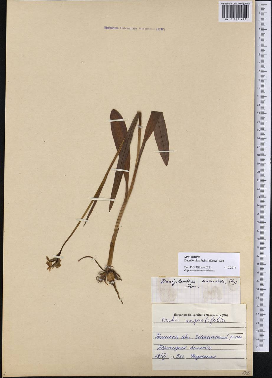 Dactylorhiza maculata subsp. fuchsii (Druce) Hyl., Siberia, Western Siberia (S1) (Russia)