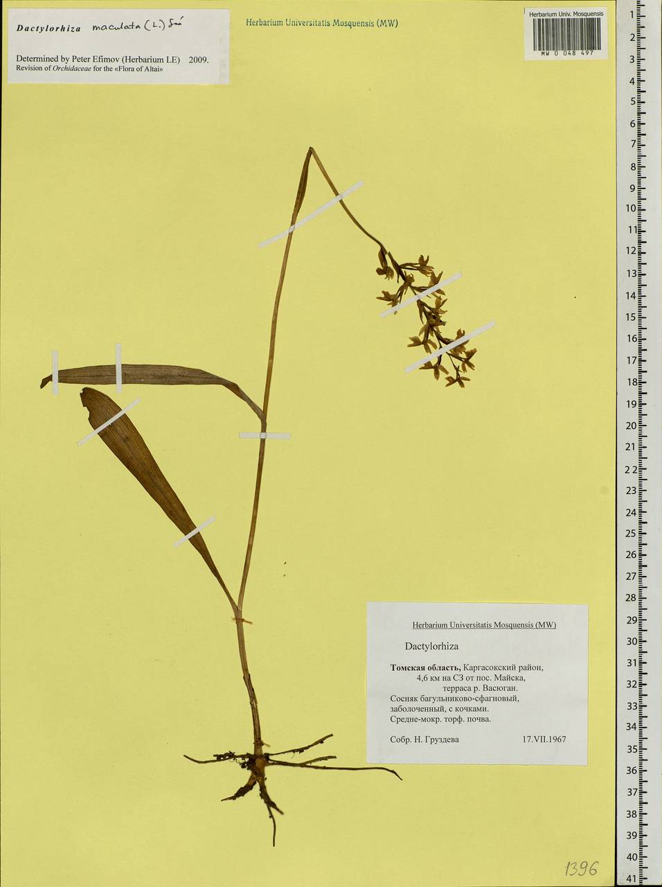 Dactylorhiza maculata (L.) Soó, Siberia, Western Siberia (S1) (Russia)
