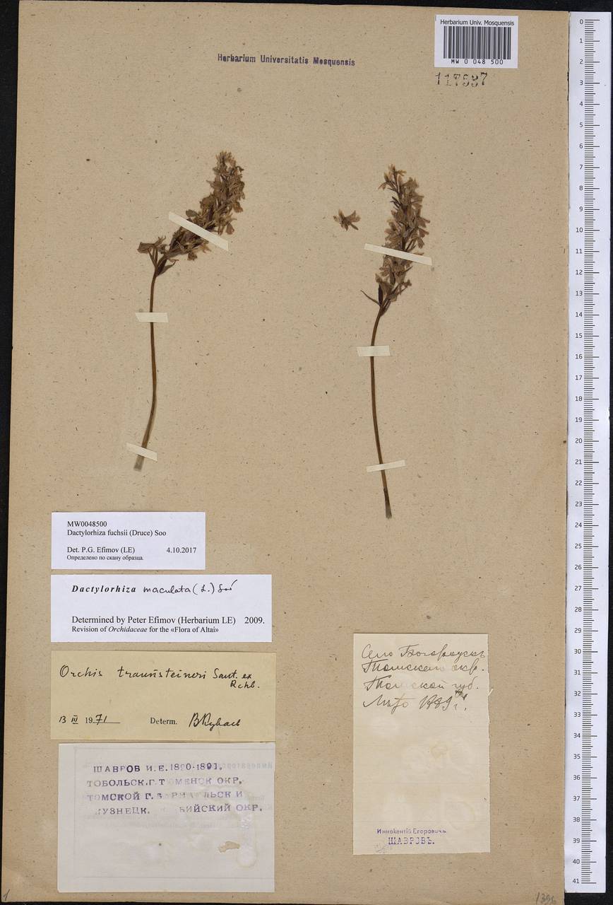 Dactylorhiza maculata subsp. fuchsii (Druce) Hyl., Siberia, Western Siberia (S1) (Russia)