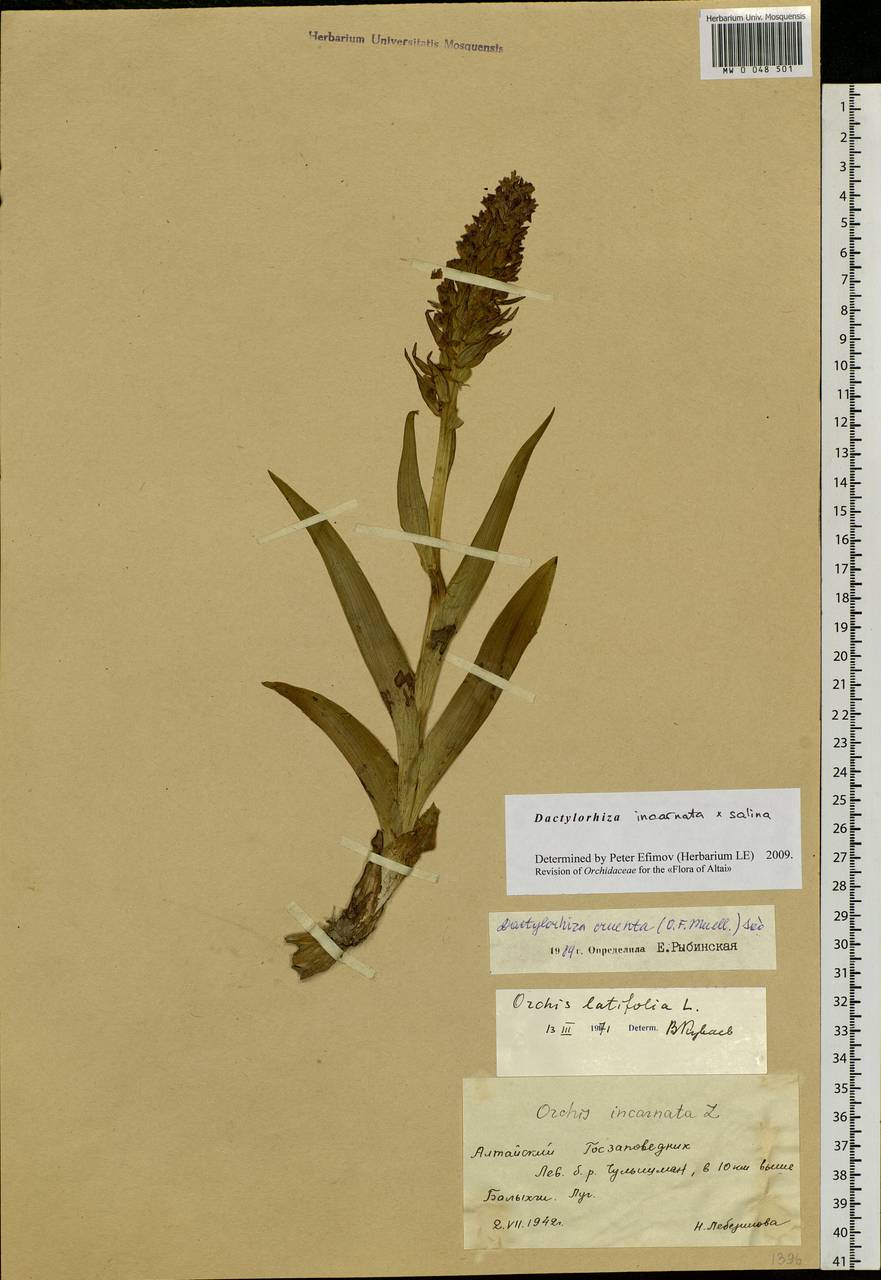 Dactylorhiza incarnata (L.) Soó, Siberia, Altai & Sayany Mountains (S2) (Russia)