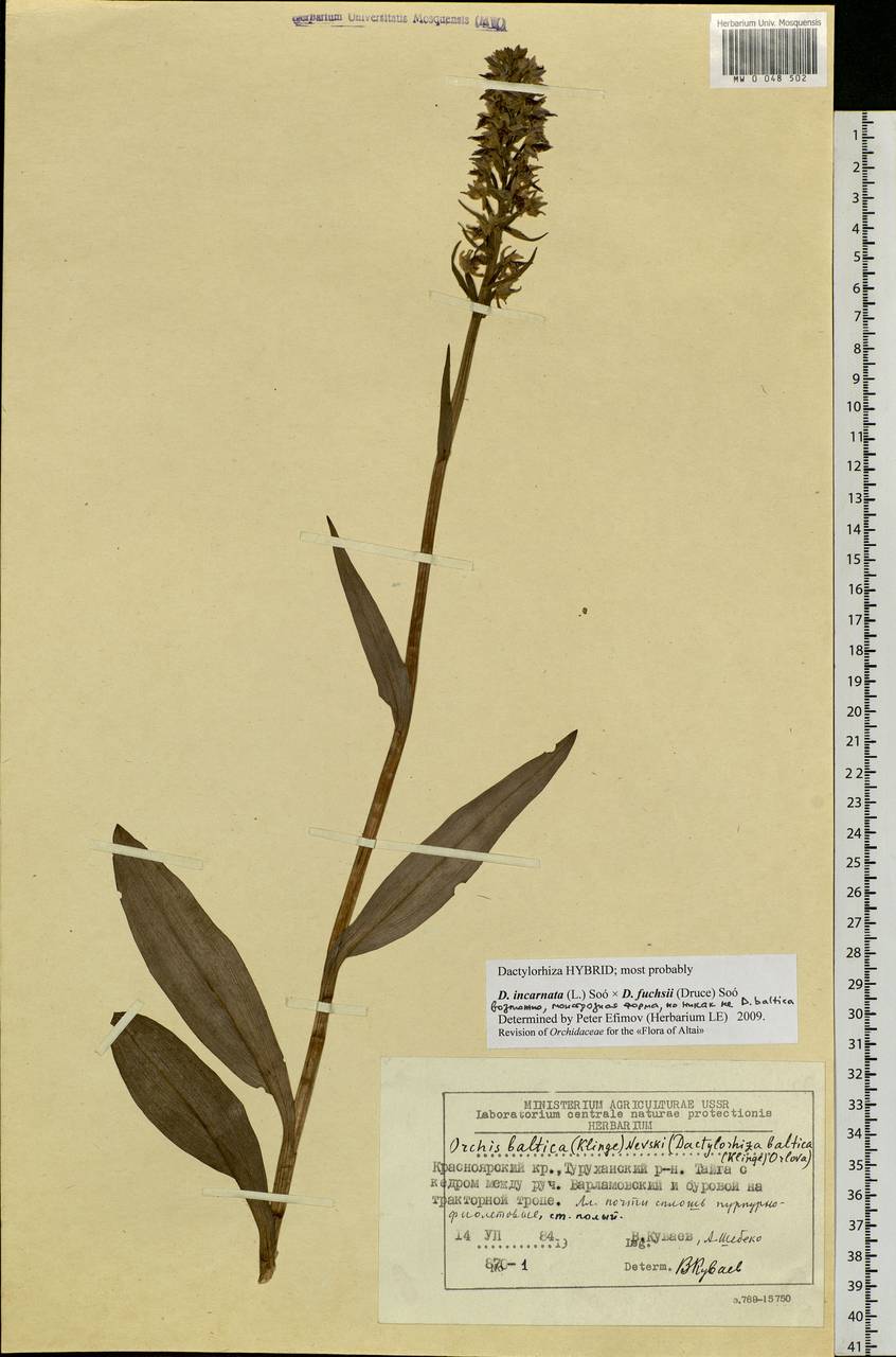 Dactylorhiza incarnata (L.) Soó, Siberia, Central Siberia (S3) (Russia)