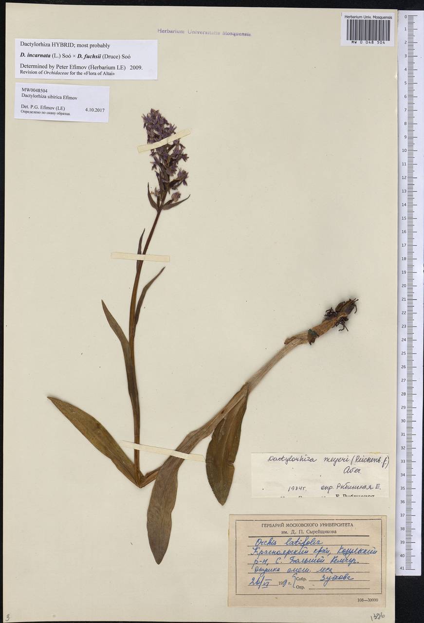 Dactylorhiza sibirica Efimov, Siberia, Central Siberia (S3) (Russia)