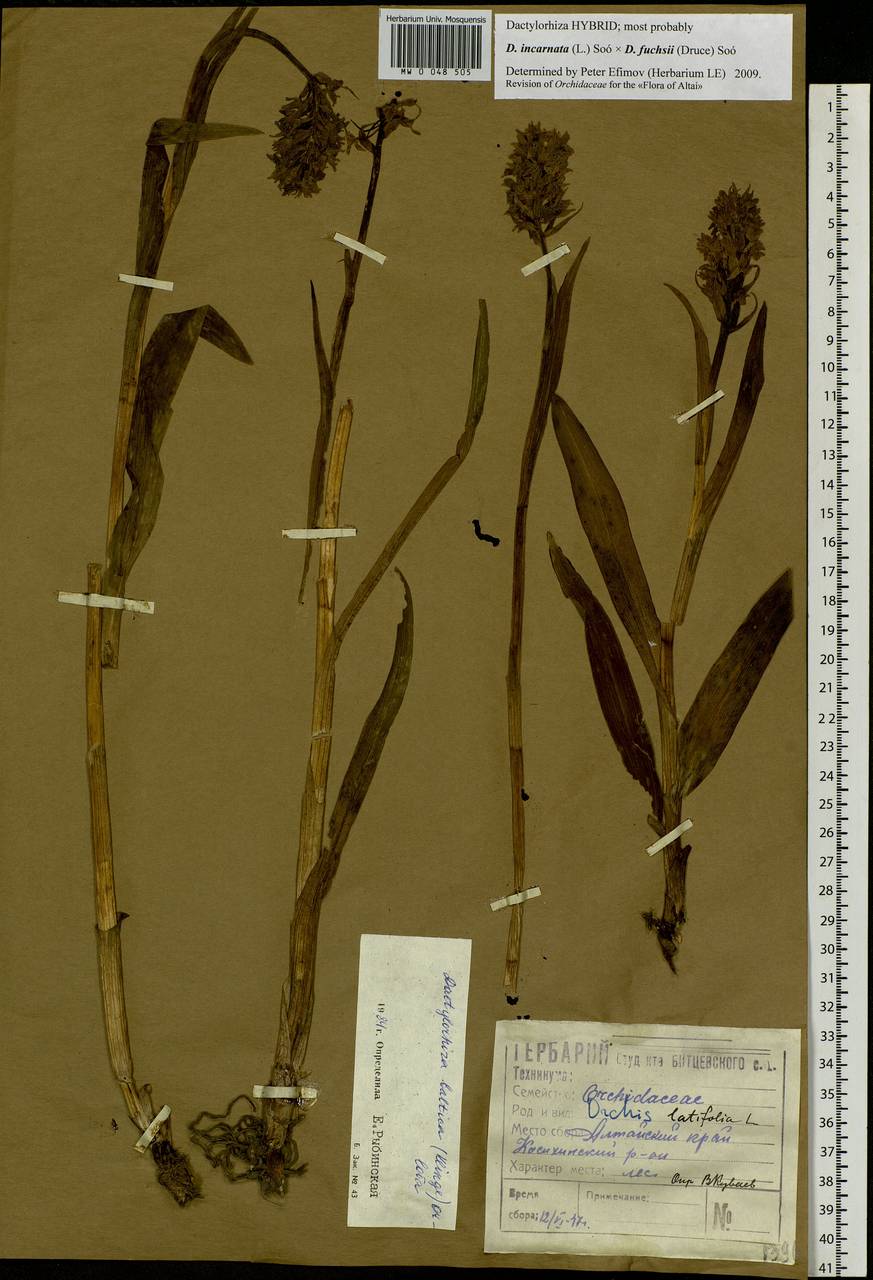 Dactylorhiza incarnata (L.) Soó, Siberia, Altai & Sayany Mountains (S2) (Russia)