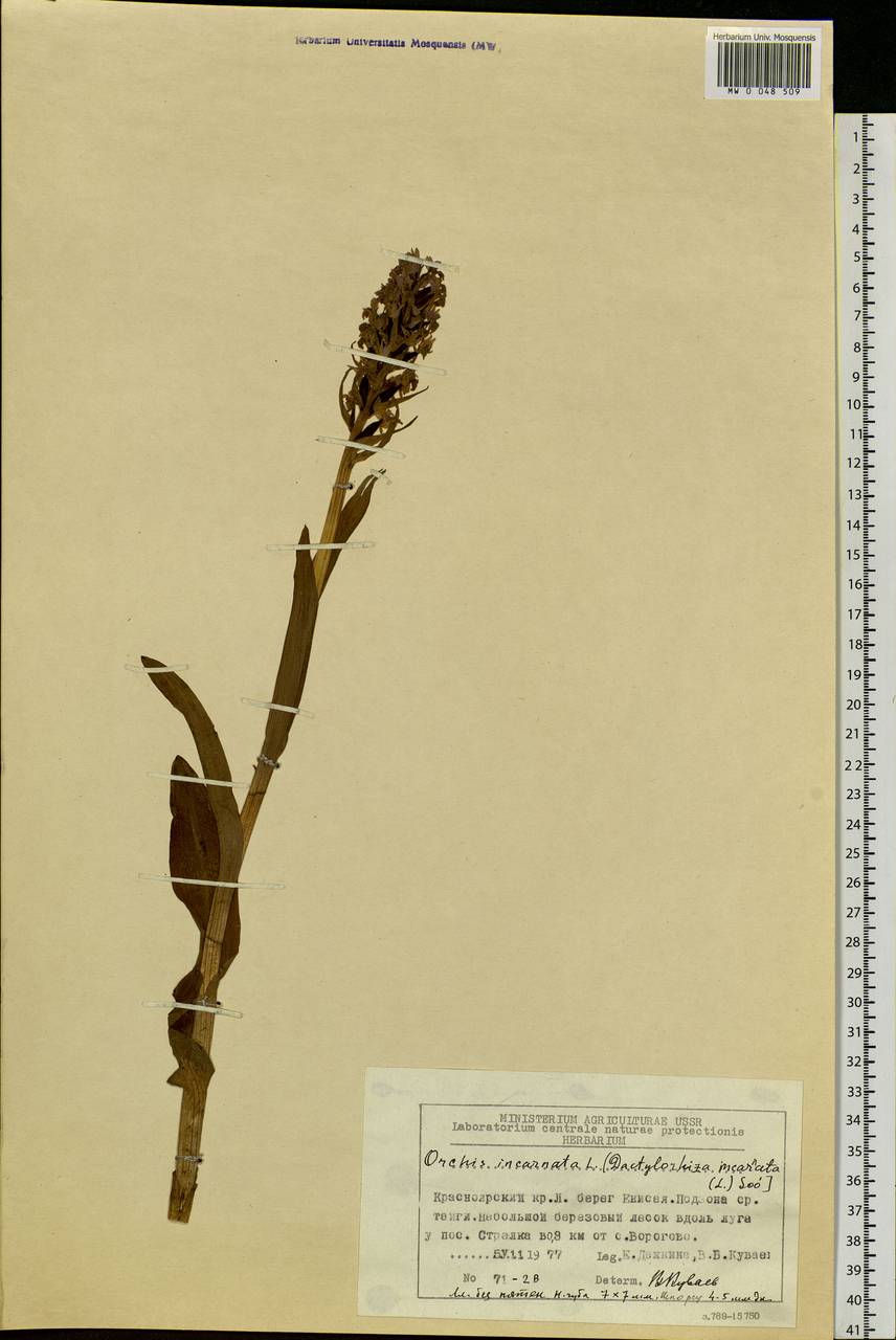 Dactylorhiza incarnata (L.) Soó, Siberia, Central Siberia (S3) (Russia)