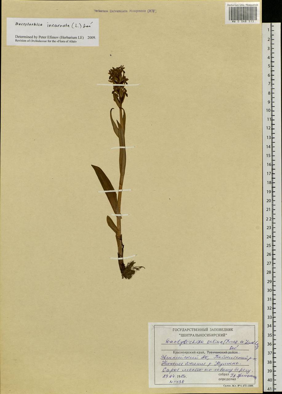 Dactylorhiza incarnata (L.) Soó, Siberia, Central Siberia (S3) (Russia)