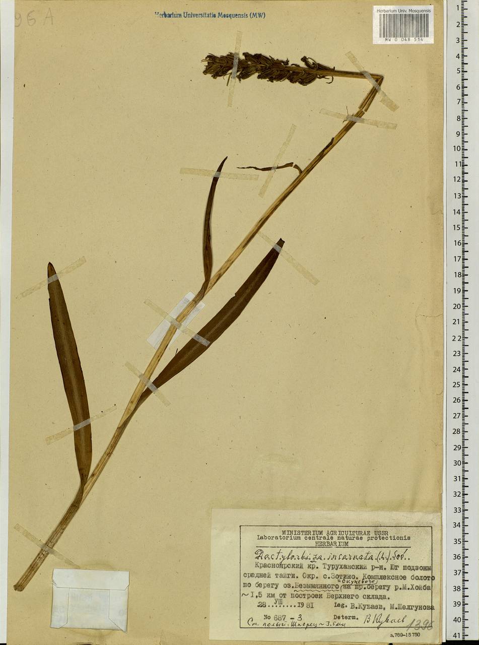 Dactylorhiza incarnata (L.) Soó, Siberia, Central Siberia (S3) (Russia)