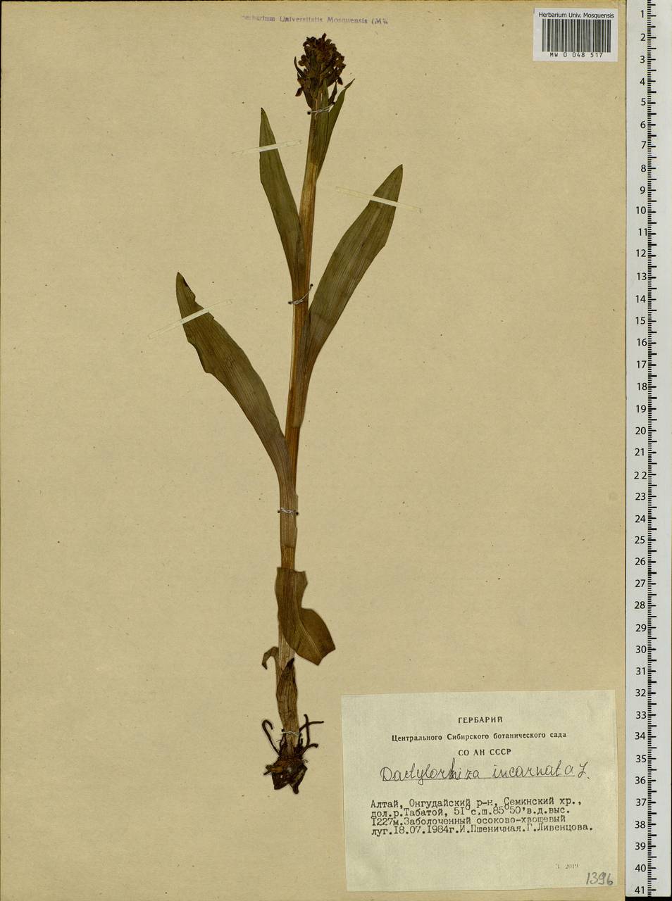 Dactylorhiza incarnata (L.) Soó, Siberia, Altai & Sayany Mountains (S2) (Russia)