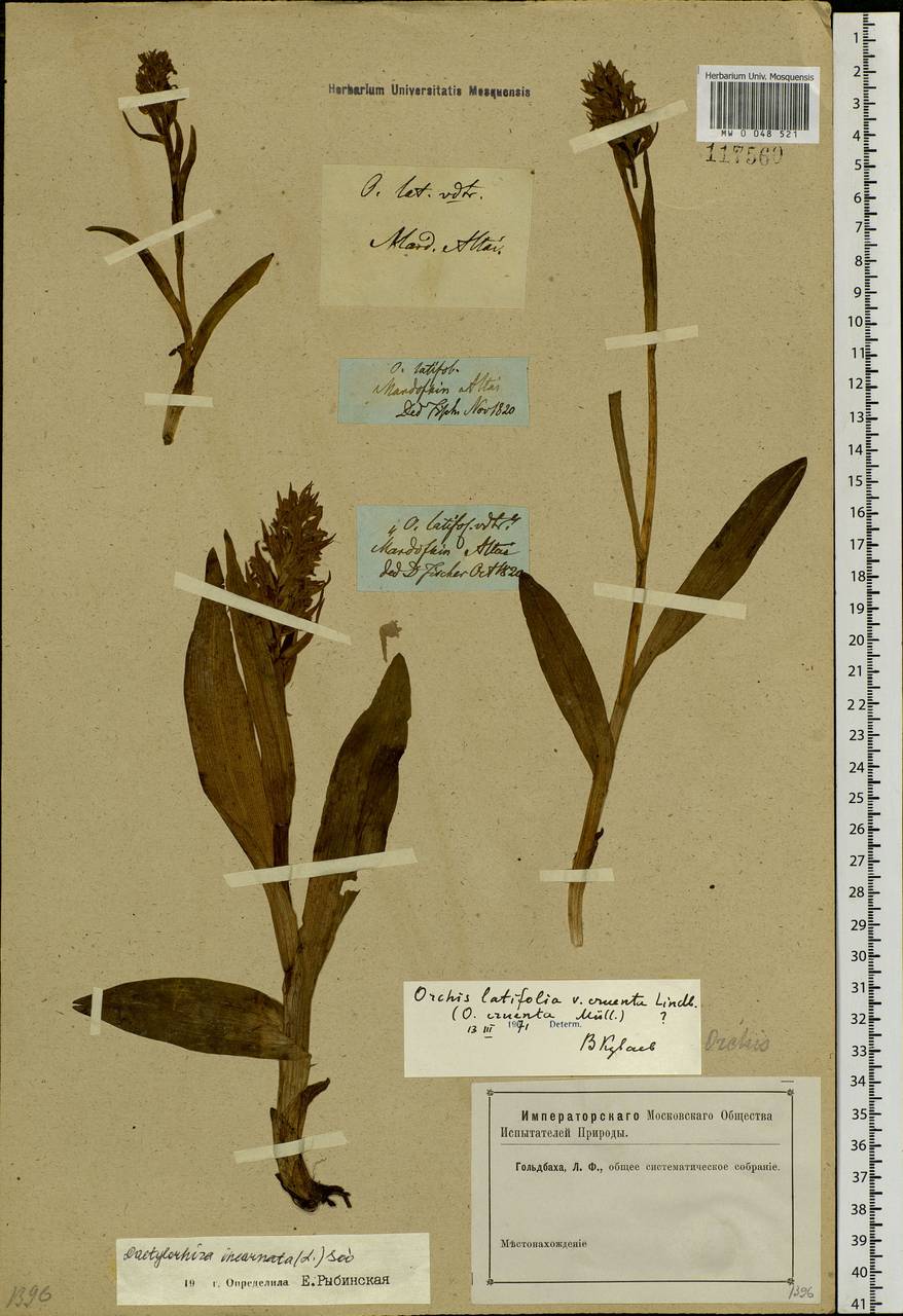 Dactylorhiza incarnata (L.) Soó, Siberia, Altai & Sayany Mountains (S2) (Russia)