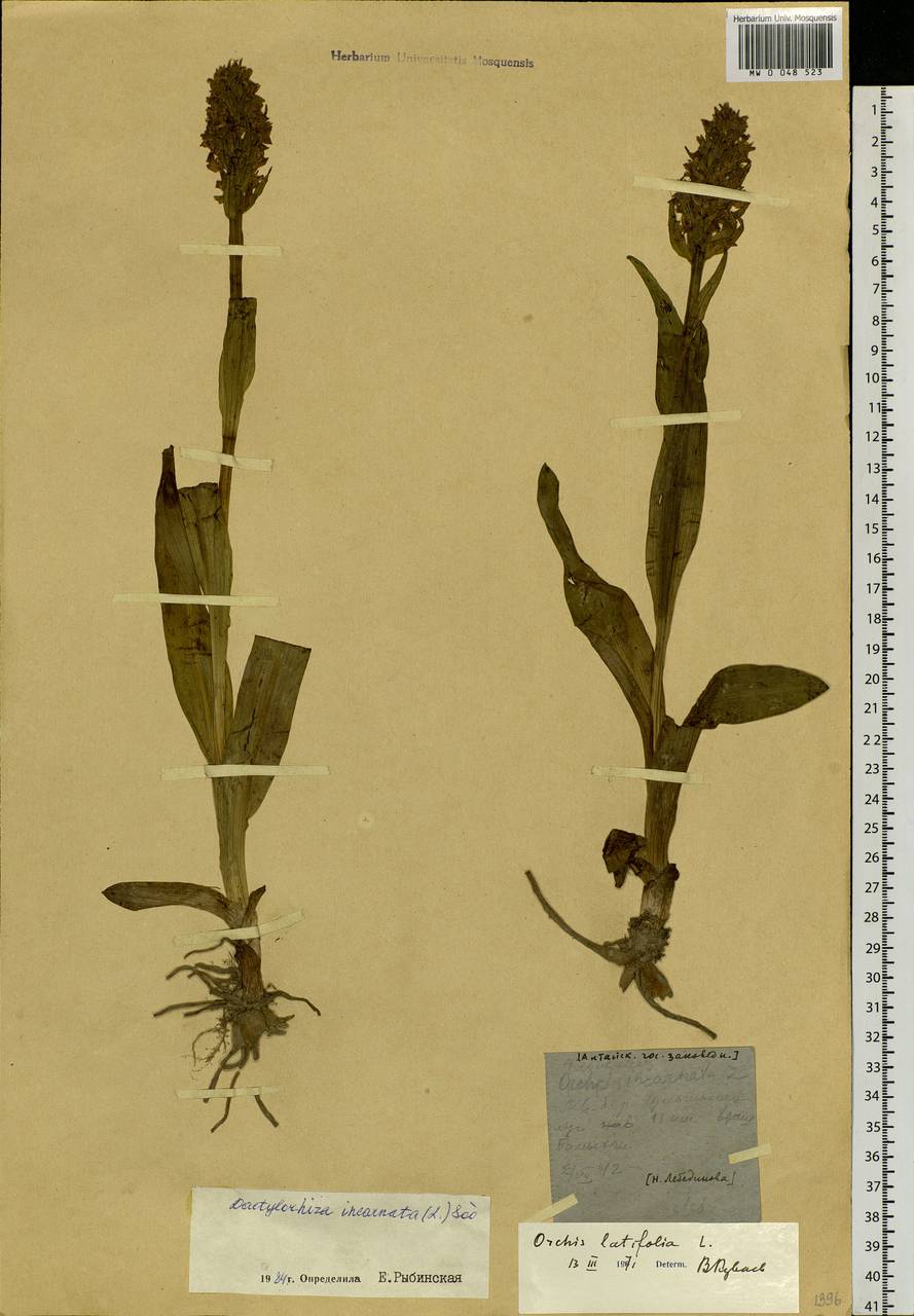 Dactylorhiza incarnata (L.) Soó, Siberia, Altai & Sayany Mountains (S2) (Russia)