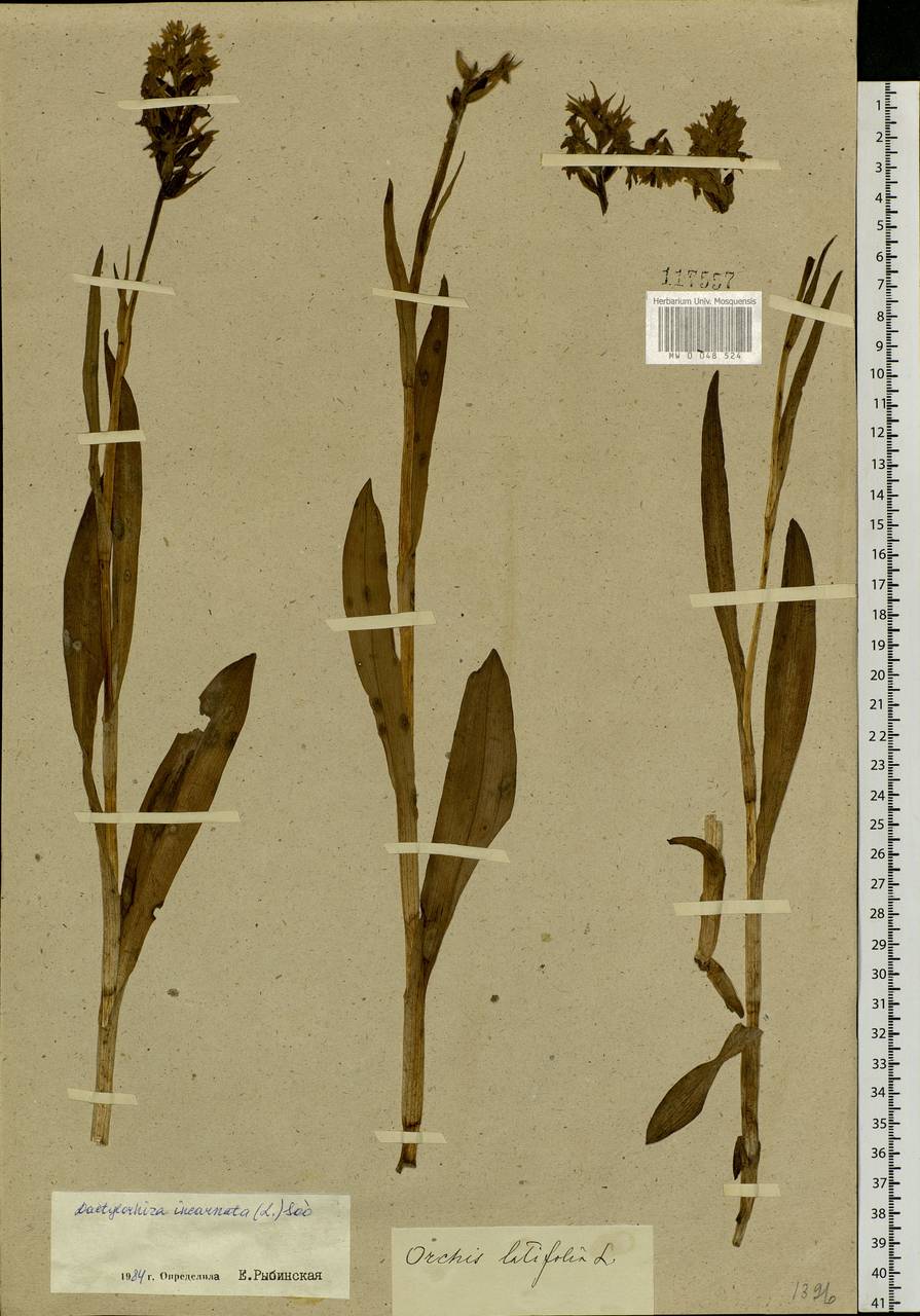 Dactylorhiza incarnata (L.) Soó, Siberia, Altai & Sayany Mountains (S2) (Russia)