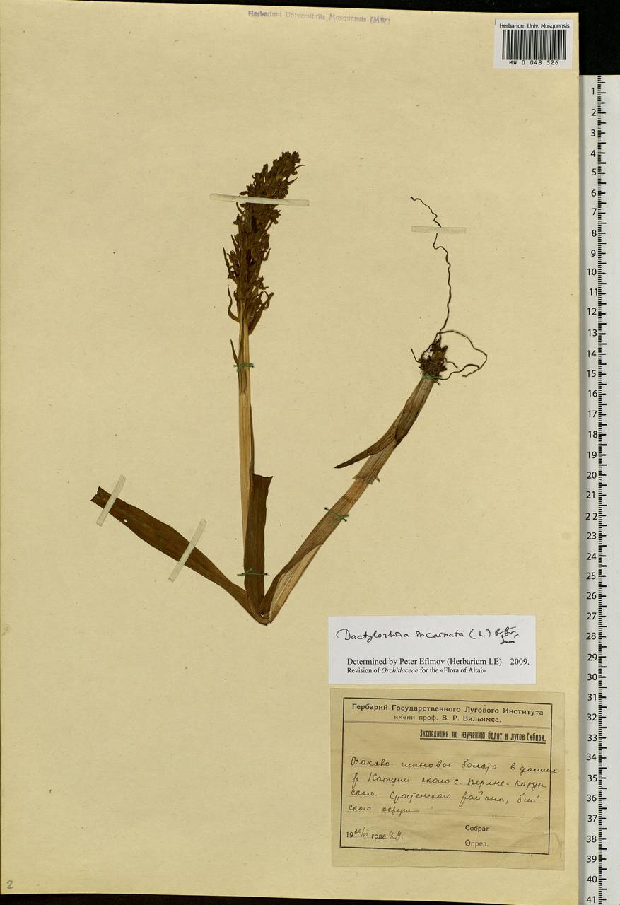 Dactylorhiza incarnata (L.) Soó, Siberia, Altai & Sayany Mountains (S2) (Russia)