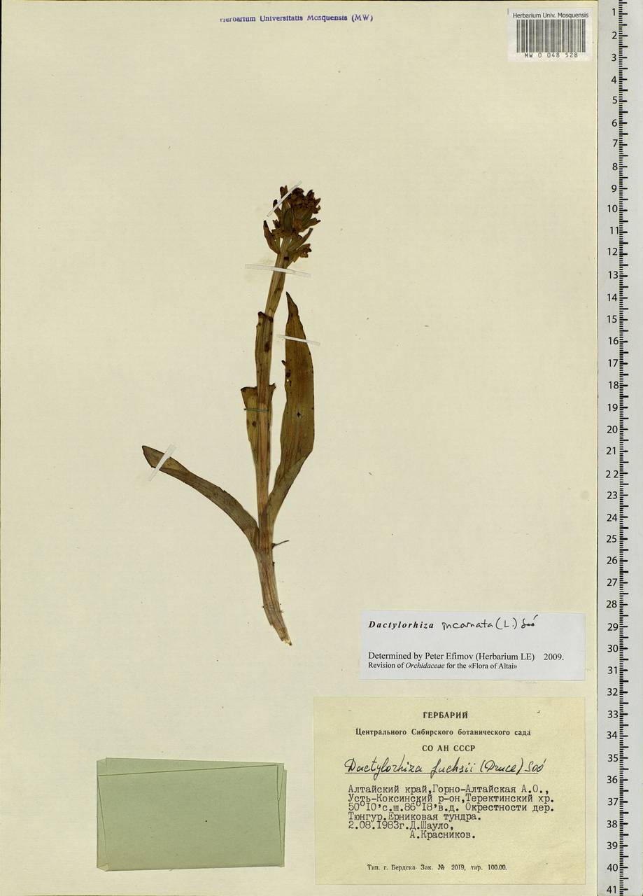 Dactylorhiza incarnata (L.) Soó, Siberia, Altai & Sayany Mountains (S2) (Russia)