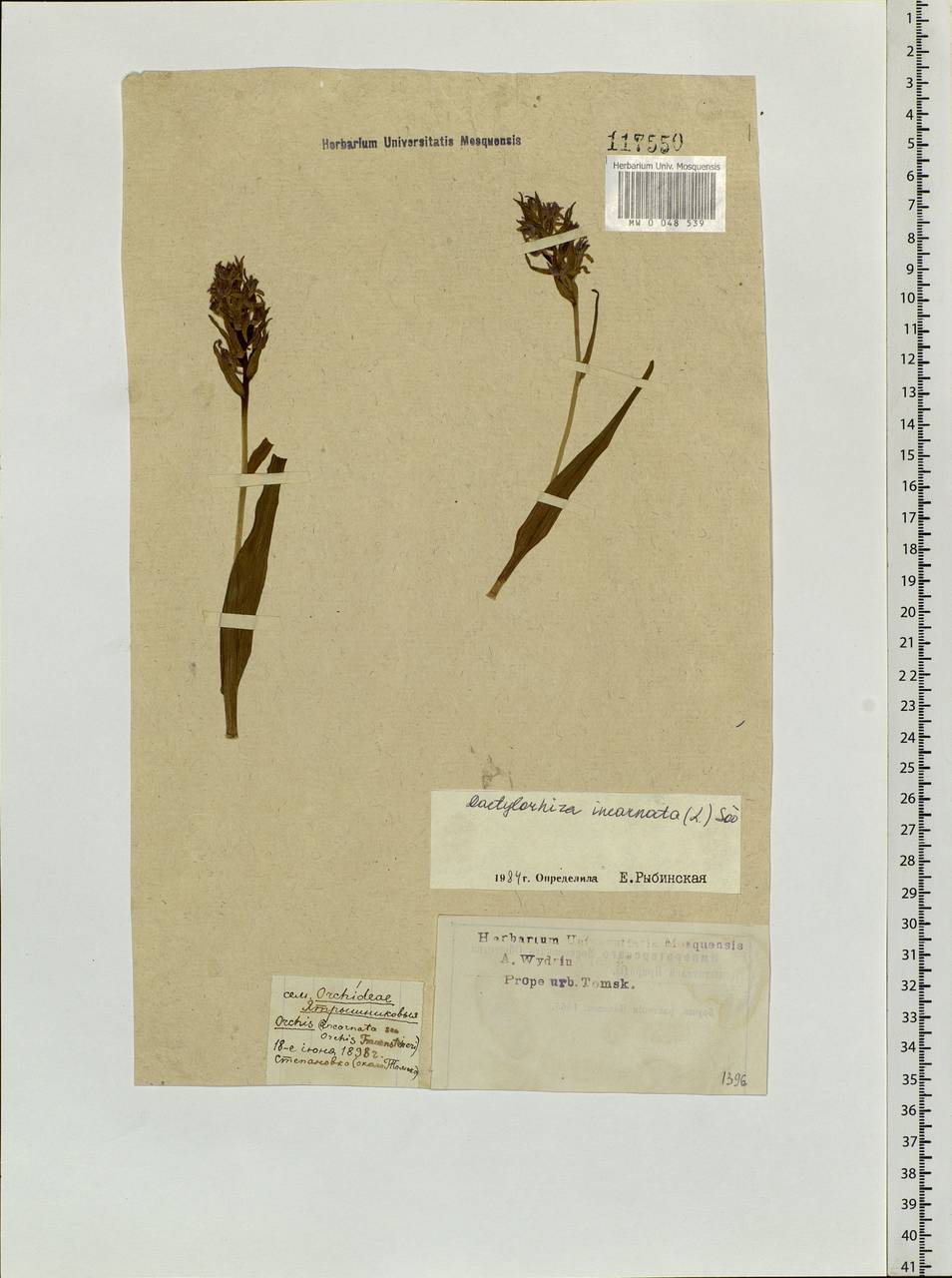 Dactylorhiza incarnata (L.) Soó, Siberia, Western Siberia (S1) (Russia)