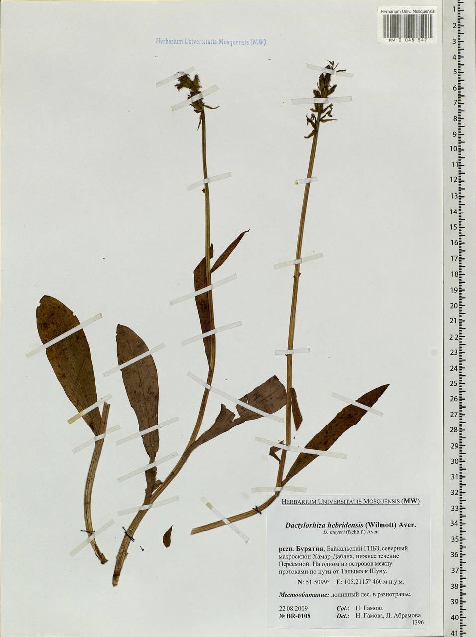 Dactylorhiza fuchsii subsp. hebridensis (Wilmott) Soó, Siberia, Baikal & Transbaikal region (S4) (Russia)