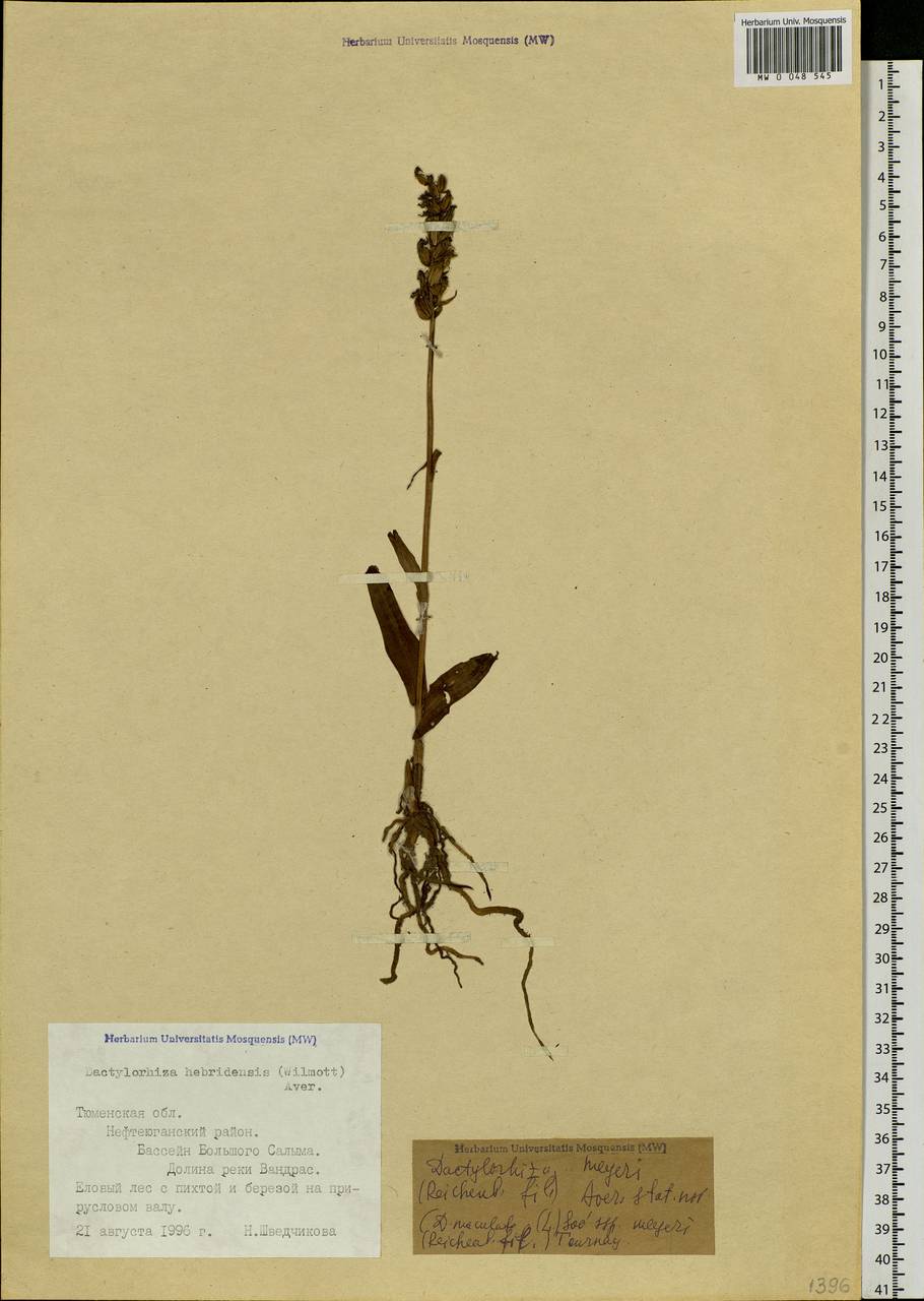 Dactylorhiza fuchsii subsp. hebridensis (Wilmott) Soó, Siberia, Western Siberia (S1) (Russia)