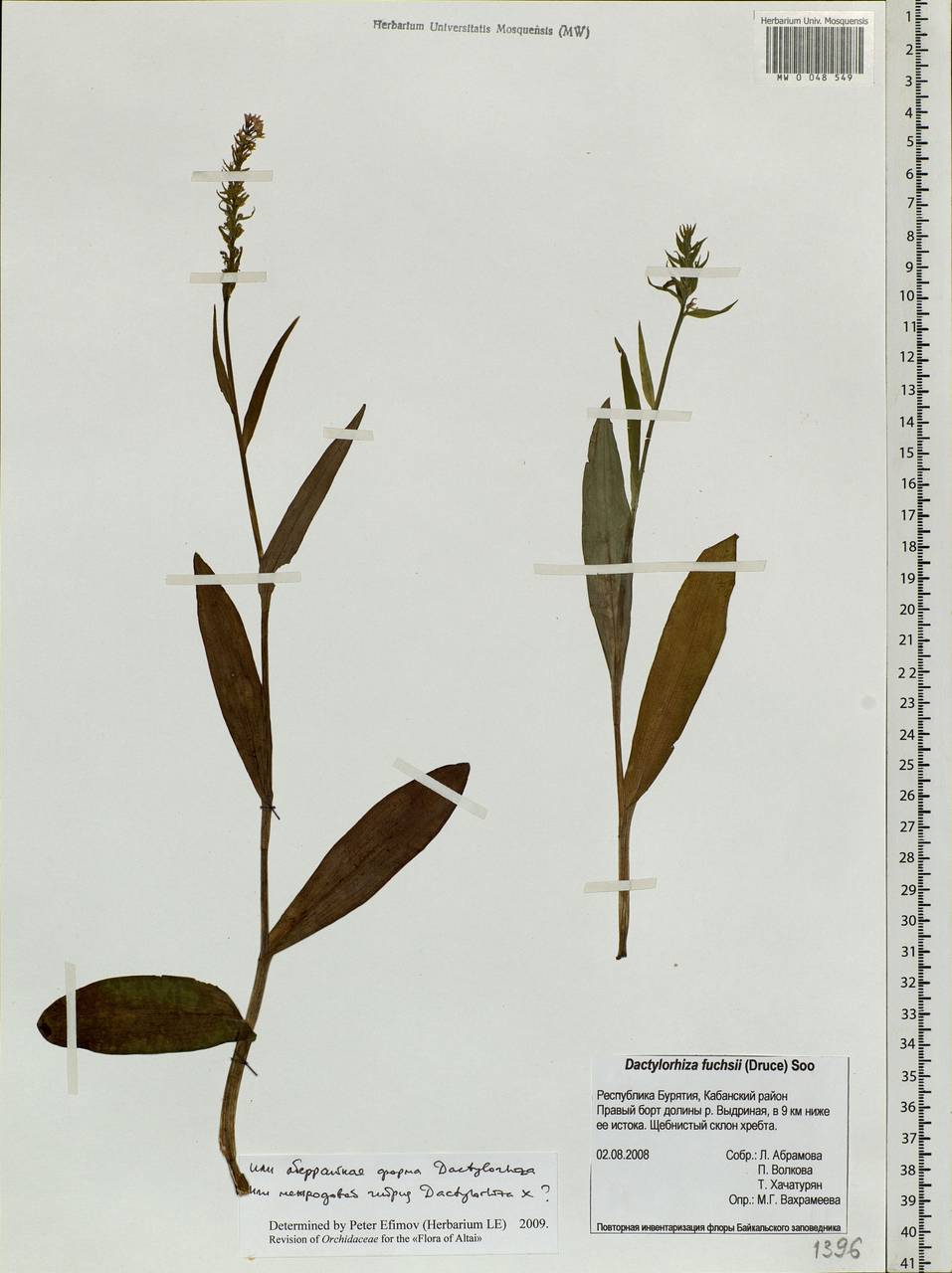 Dactylorhiza maculata subsp. fuchsii (Druce) Hyl., Siberia, Baikal & Transbaikal region (S4) (Russia)