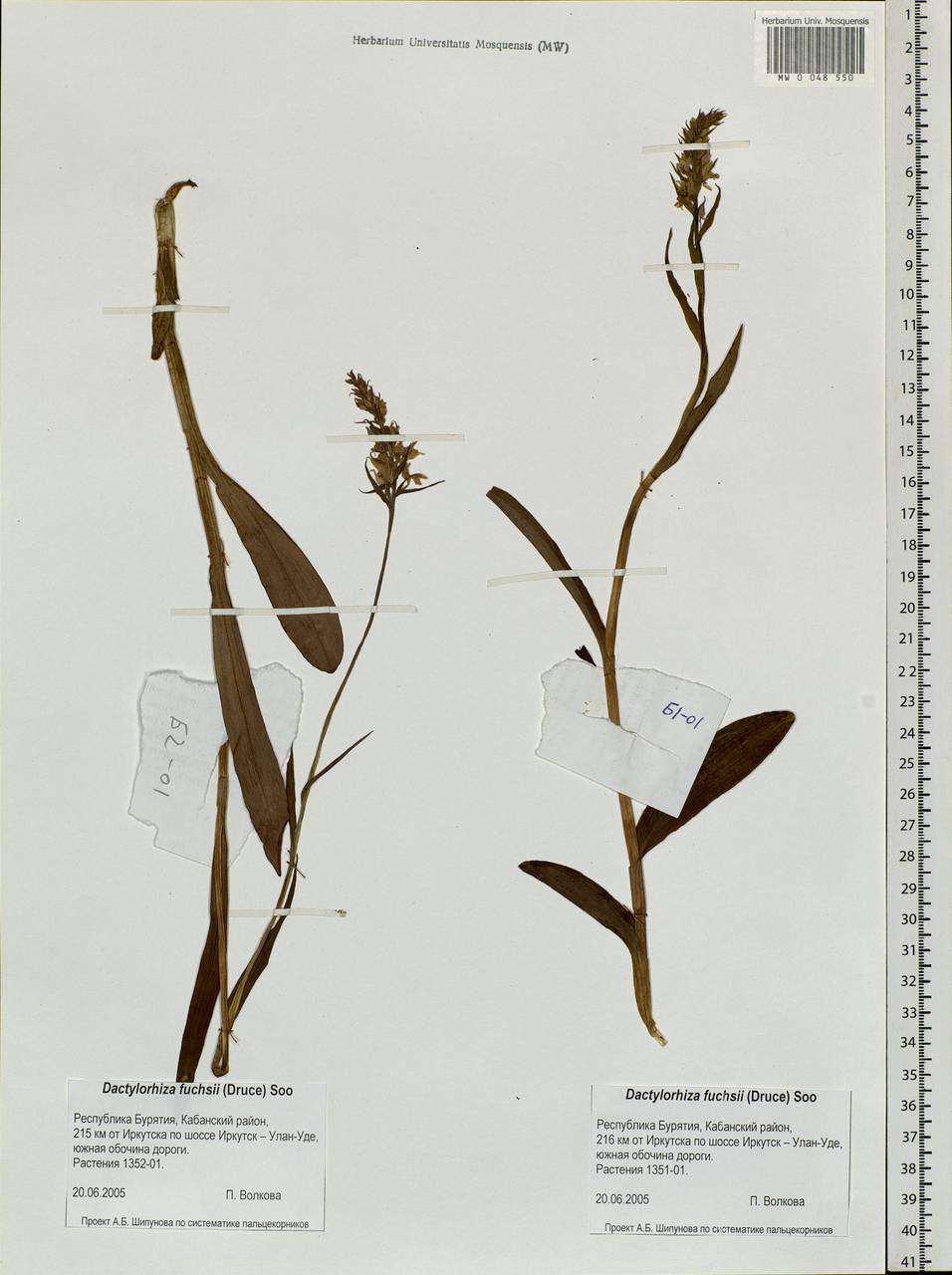 Dactylorhiza fuchsii (Druce) Soó, Siberia, Baikal & Transbaikal region (S4) (Russia)