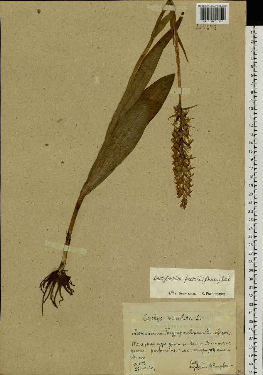 Dactylorhiza fuchsii (Druce) Soó, Siberia, Altai & Sayany Mountains (S2) (Russia)