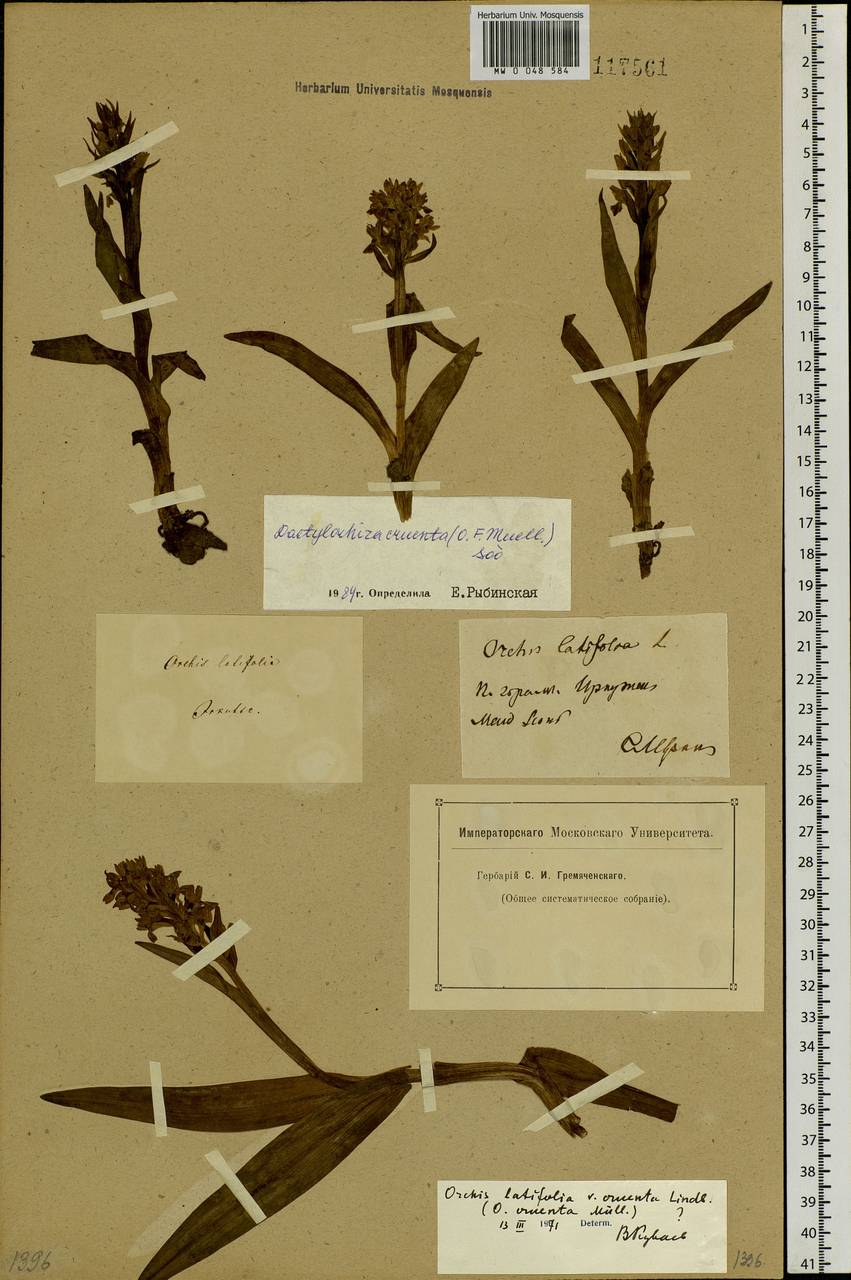 Dactylorhiza incarnata subsp. cruenta (O.F.Müll.) P.D.Sell, Siberia, Baikal & Transbaikal region (S4) (Russia)