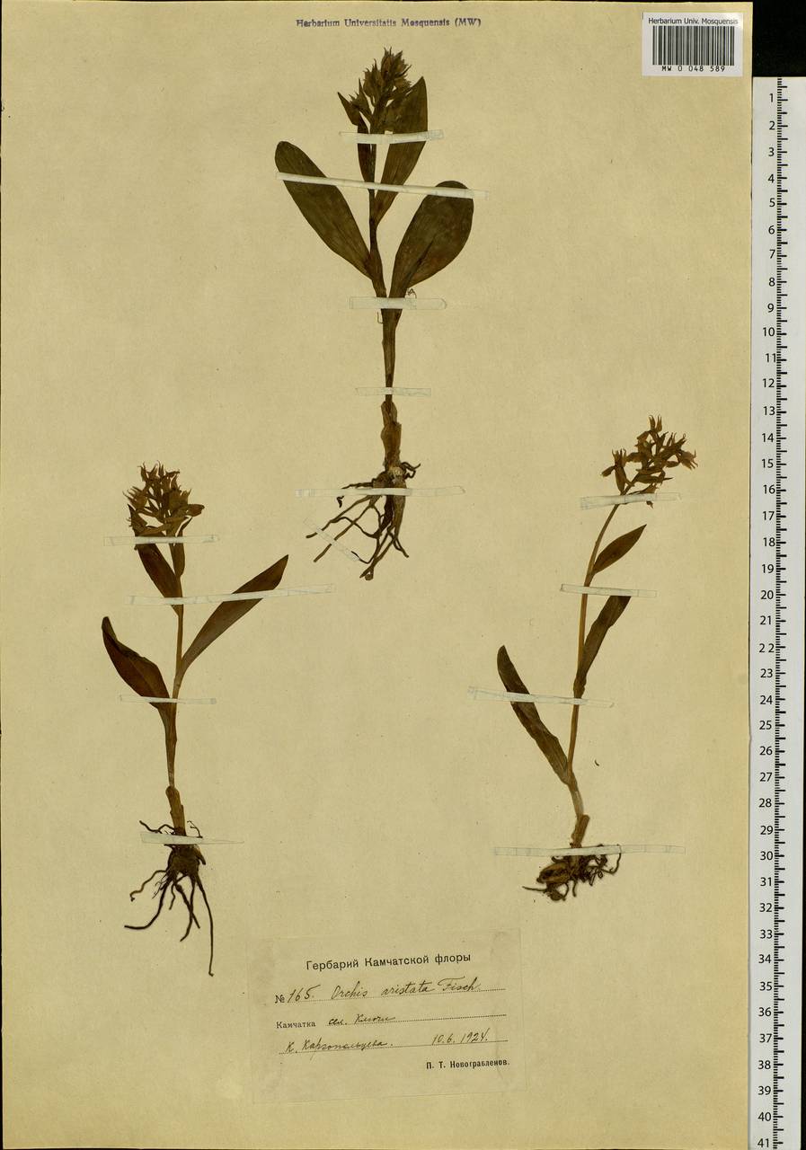 Dactylorhiza aristata (Fisch. ex Lindl.) Soó, Siberia, Chukotka & Kamchatka (S7) (Russia)