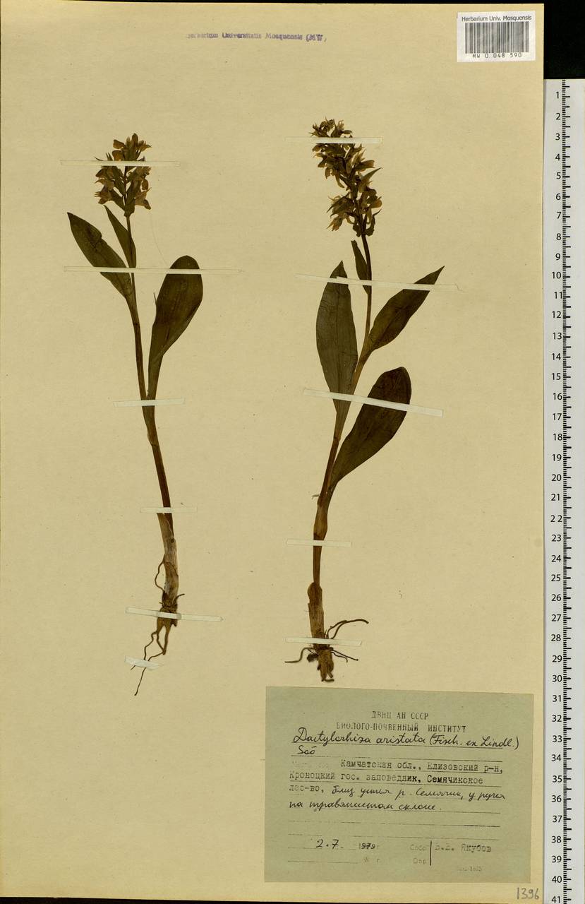 Dactylorhiza aristata (Fisch. ex Lindl.) Soó, Siberia, Chukotka & Kamchatka (S7) (Russia)