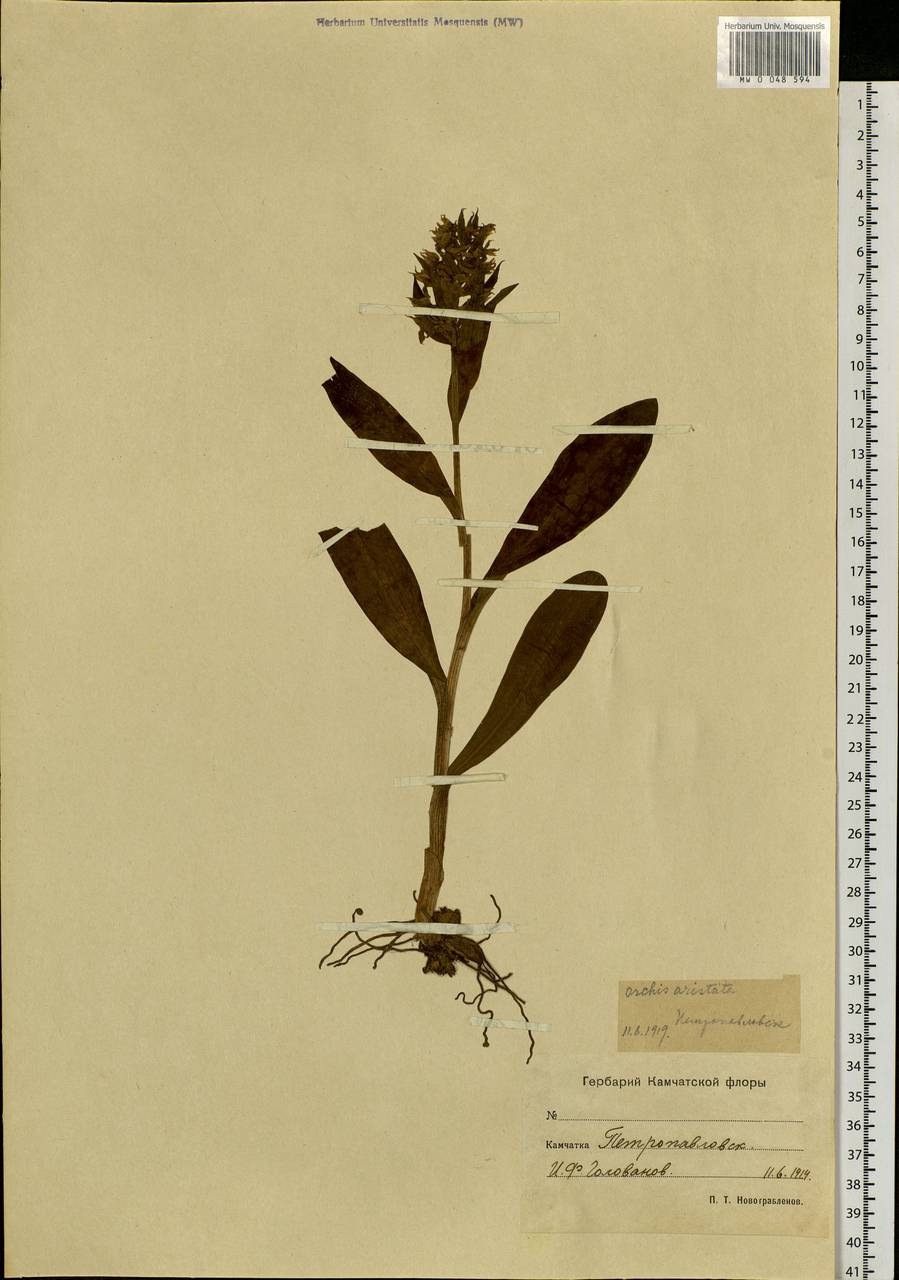 Dactylorhiza aristata (Fisch. ex Lindl.) Soó, Siberia, Chukotka & Kamchatka (S7) (Russia)