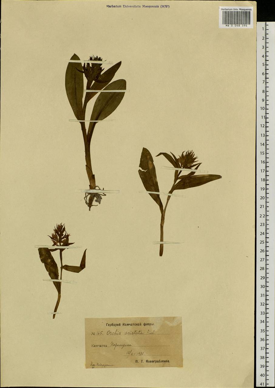Dactylorhiza aristata (Fisch. ex Lindl.) Soó, Siberia, Chukotka & Kamchatka (S7) (Russia)