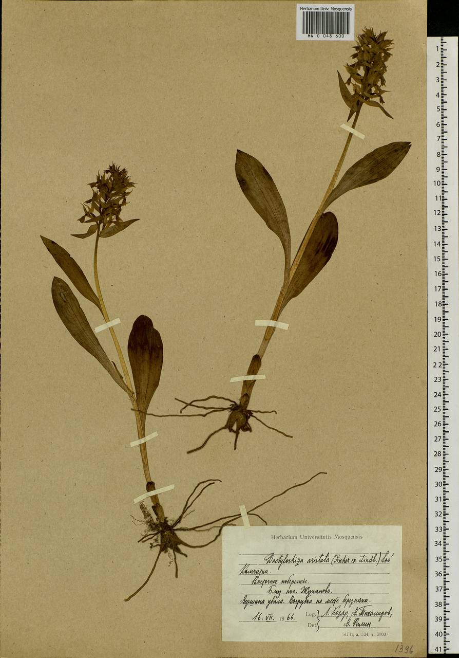 Dactylorhiza aristata (Fisch. ex Lindl.) Soó, Siberia, Chukotka & Kamchatka (S7) (Russia)