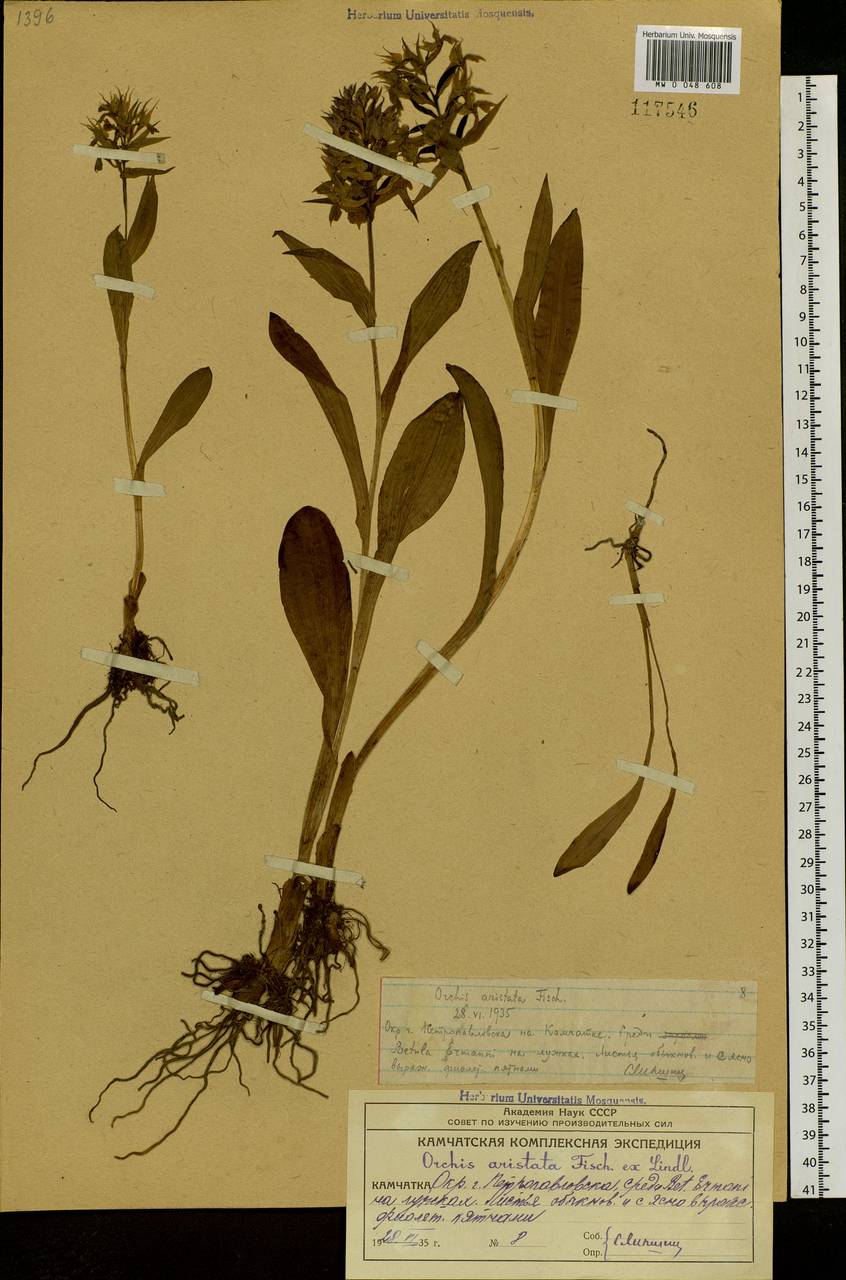 Dactylorhiza aristata (Fisch. ex Lindl.) Soó, Siberia, Chukotka & Kamchatka (S7) (Russia)