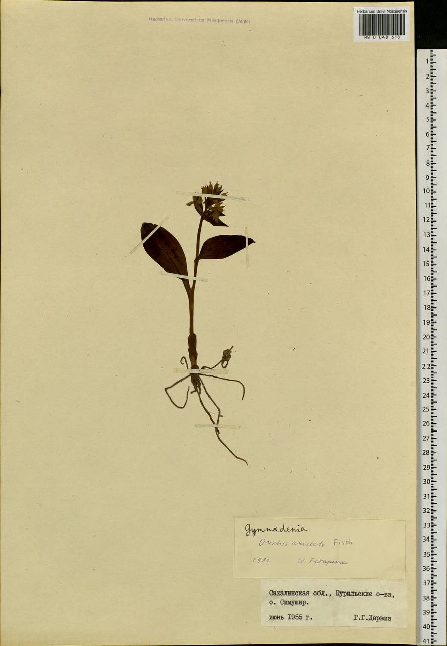 Dactylorhiza aristata (Fisch. ex Lindl.) Soó, Siberia, Russian Far East (S6) (Russia)