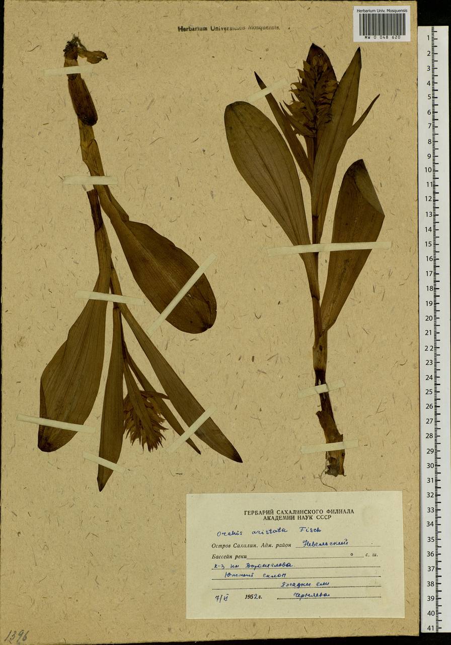 Dactylorhiza aristata (Fisch. ex Lindl.) Soó, Siberia, Russian Far East (S6) (Russia)