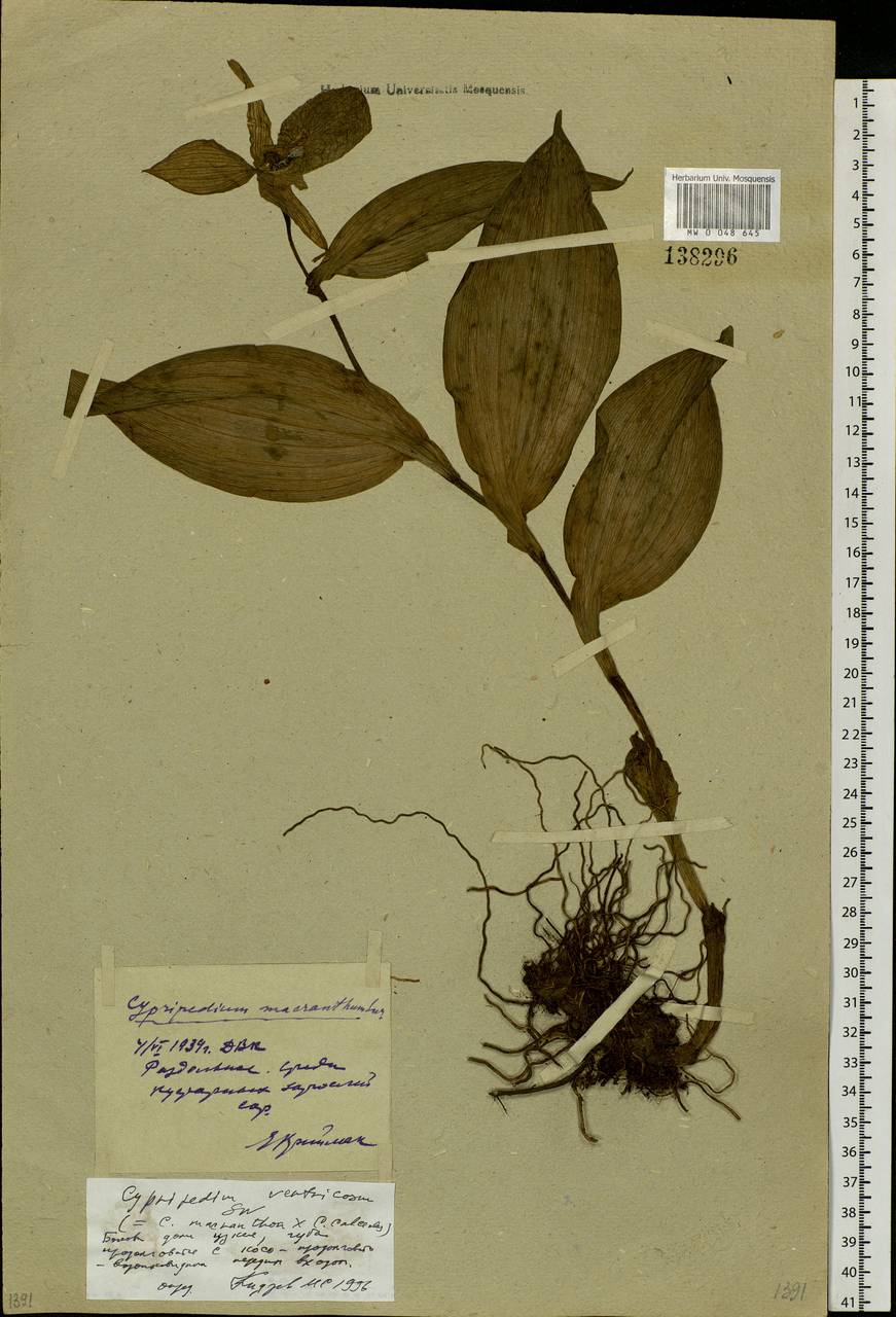 Cypripedium × ventricosum Sw., Siberia, Russian Far East (S6) (Russia)