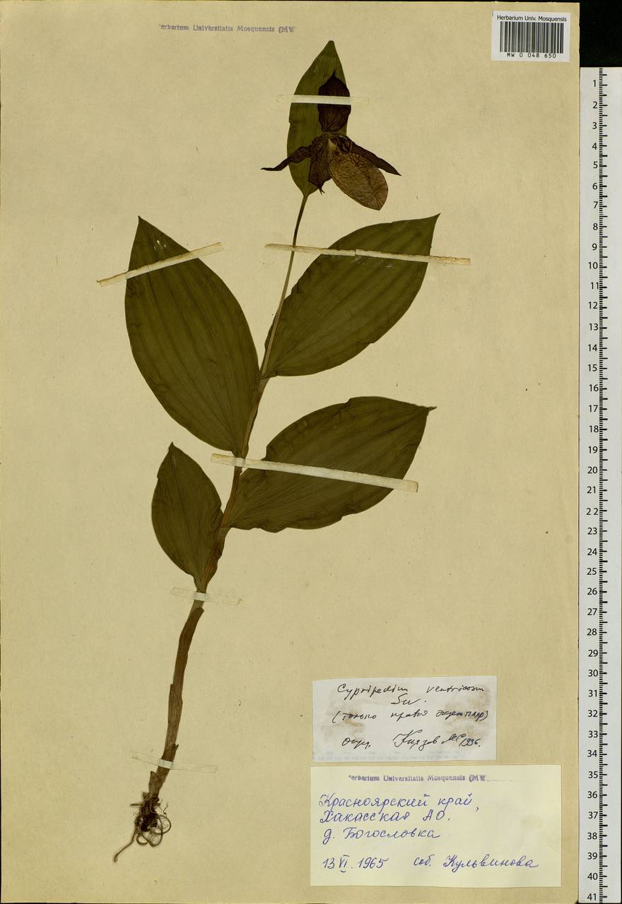 Cypripedium ventricosum Sw., Siberia, Altai & Sayany Mountains (S2) (Russia)