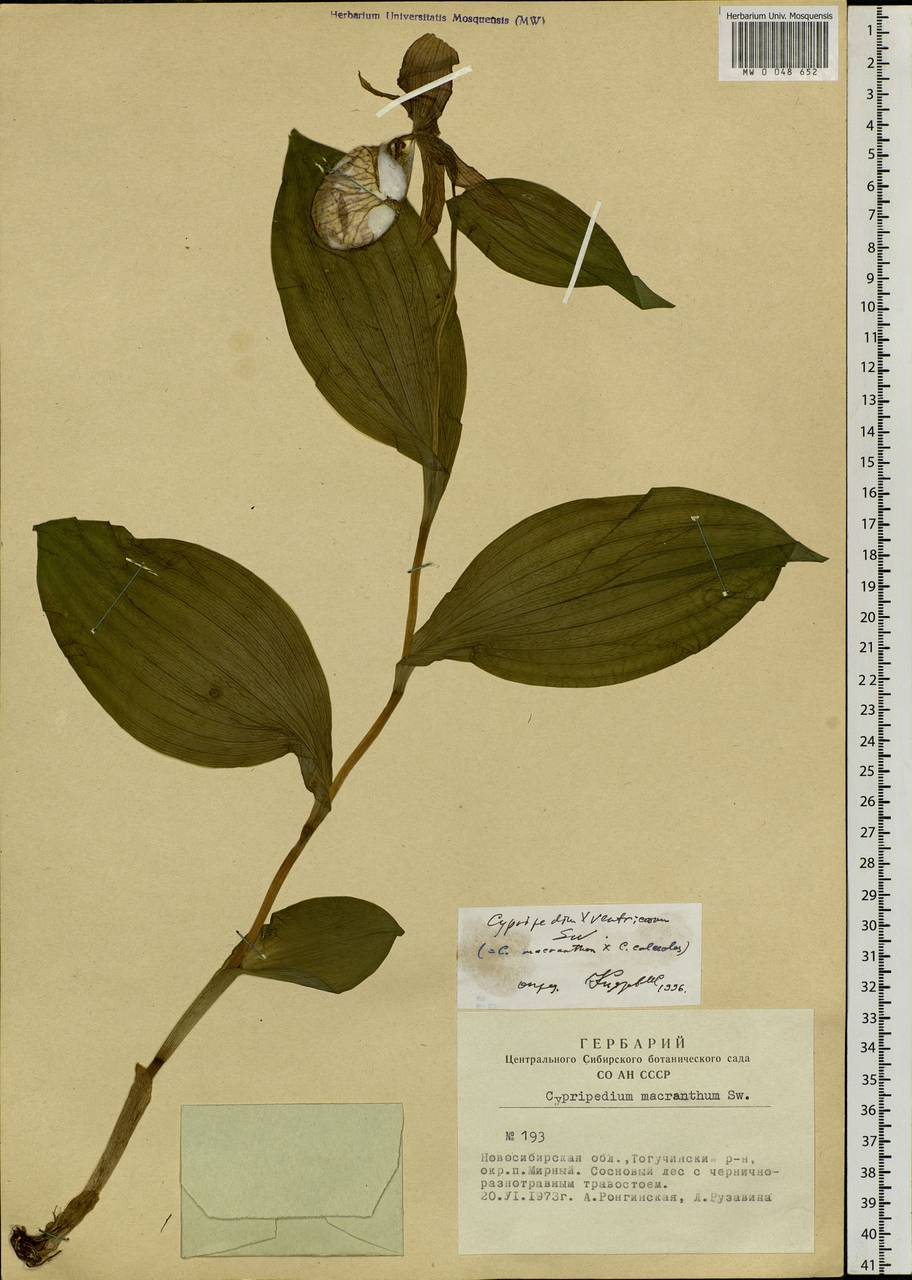 Cypripedium × ventricosum Sw., Siberia, Western Siberia (S1) (Russia)